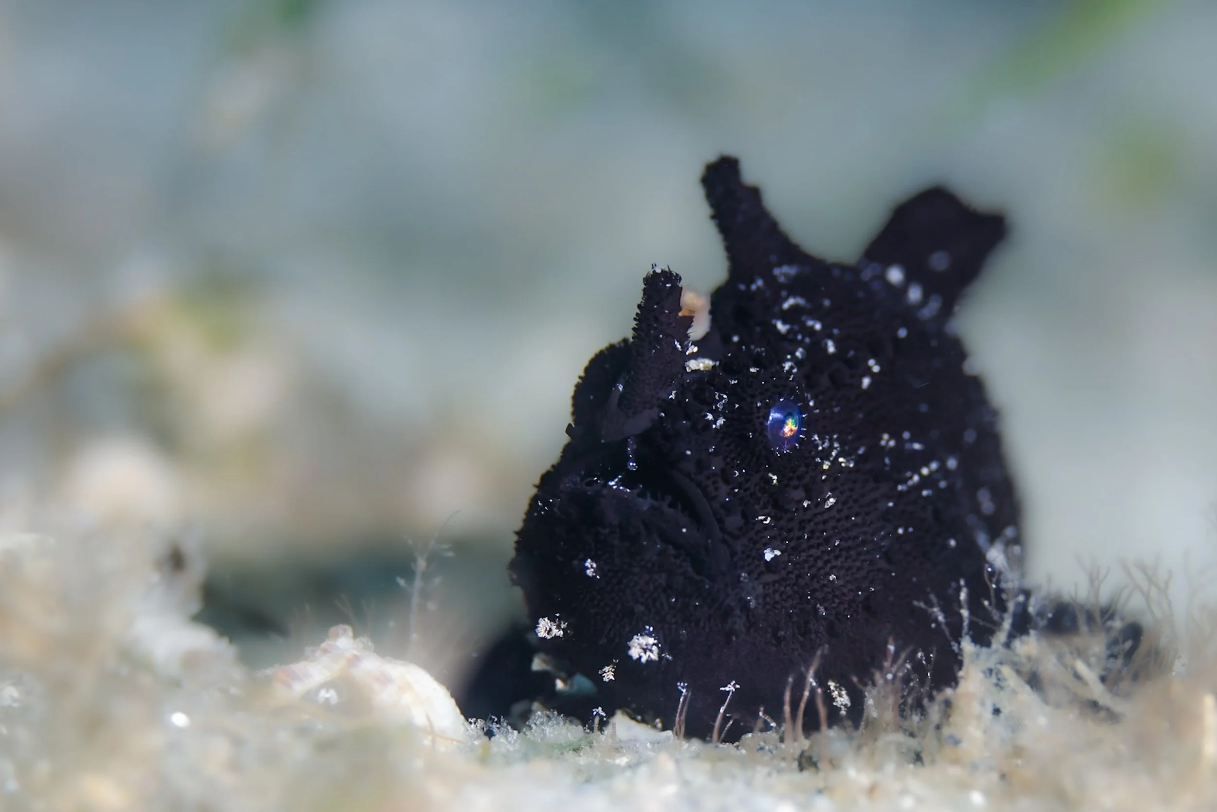 Dark Frogfish Prince.JPG