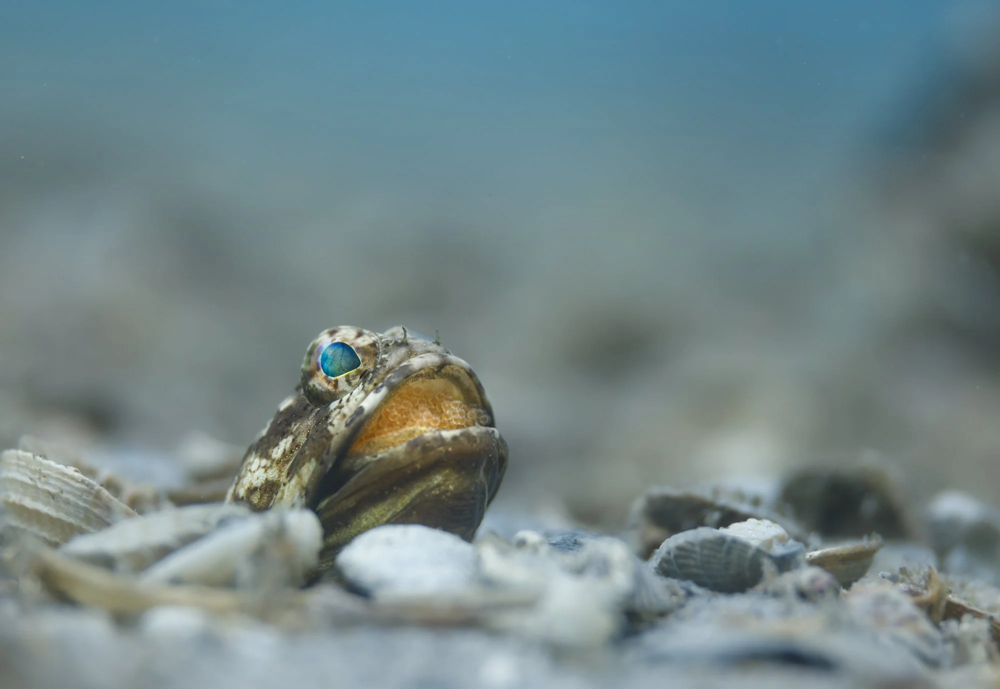 1:1 Web Based Basic Lightroom Coaching Session