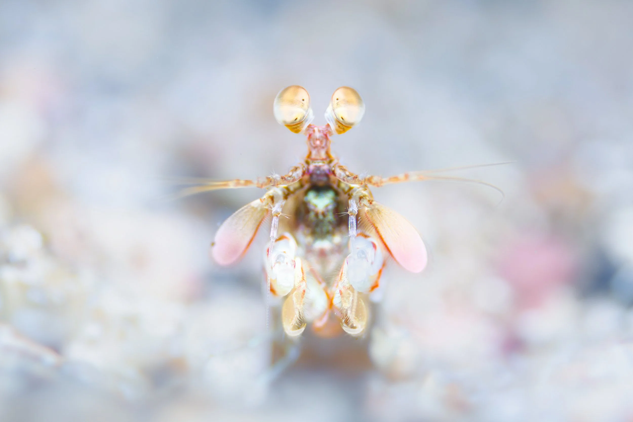 Close-up of a tiny shrimp with large eyes, pinkish legs, and elongated antennae, on a light-colored background.