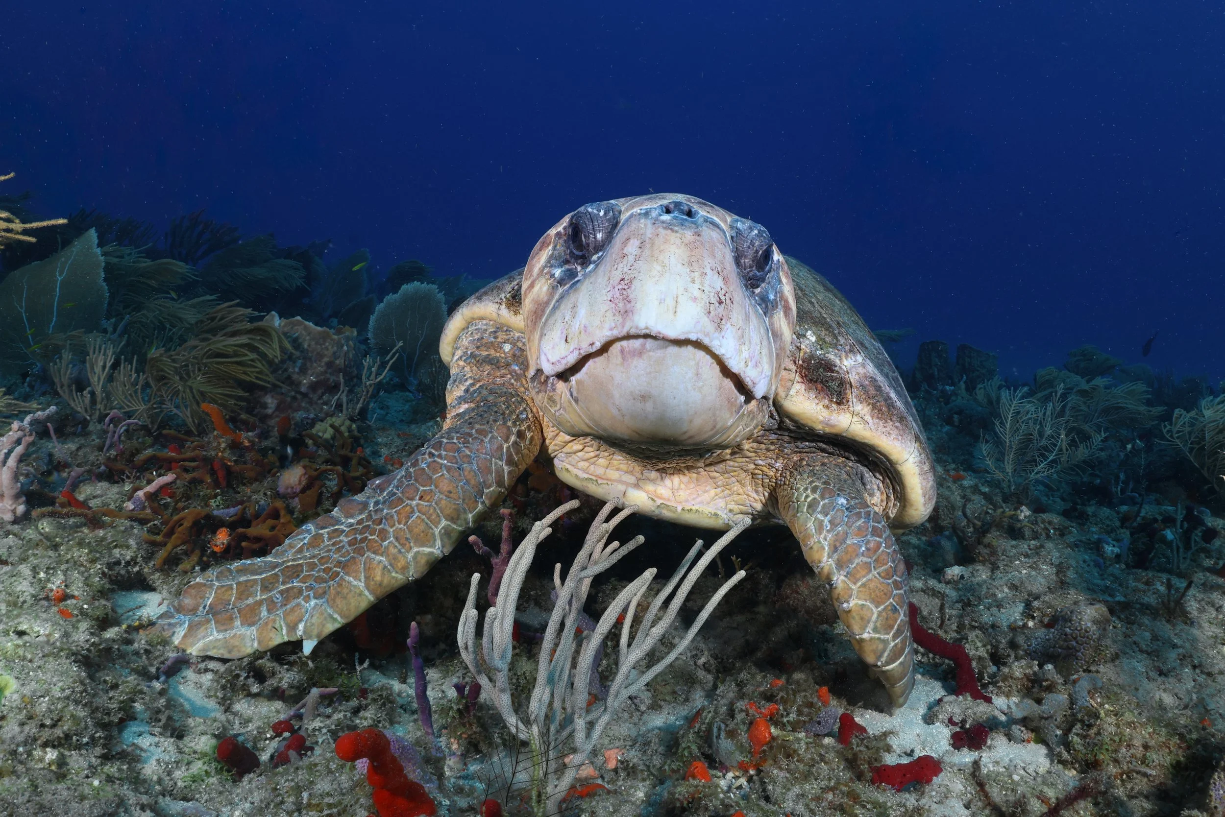 Loggerhead Stare Off.JPG