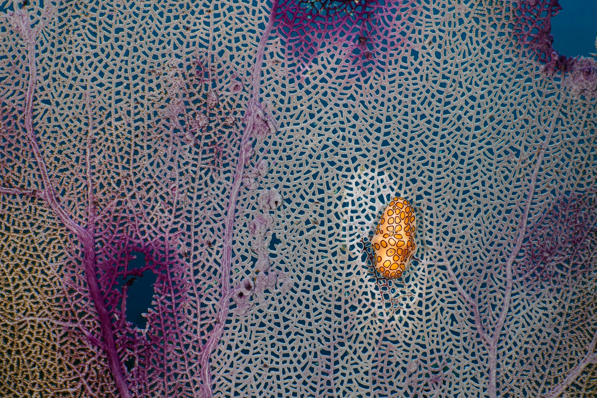 Flamingo Tongue Fan.JPG