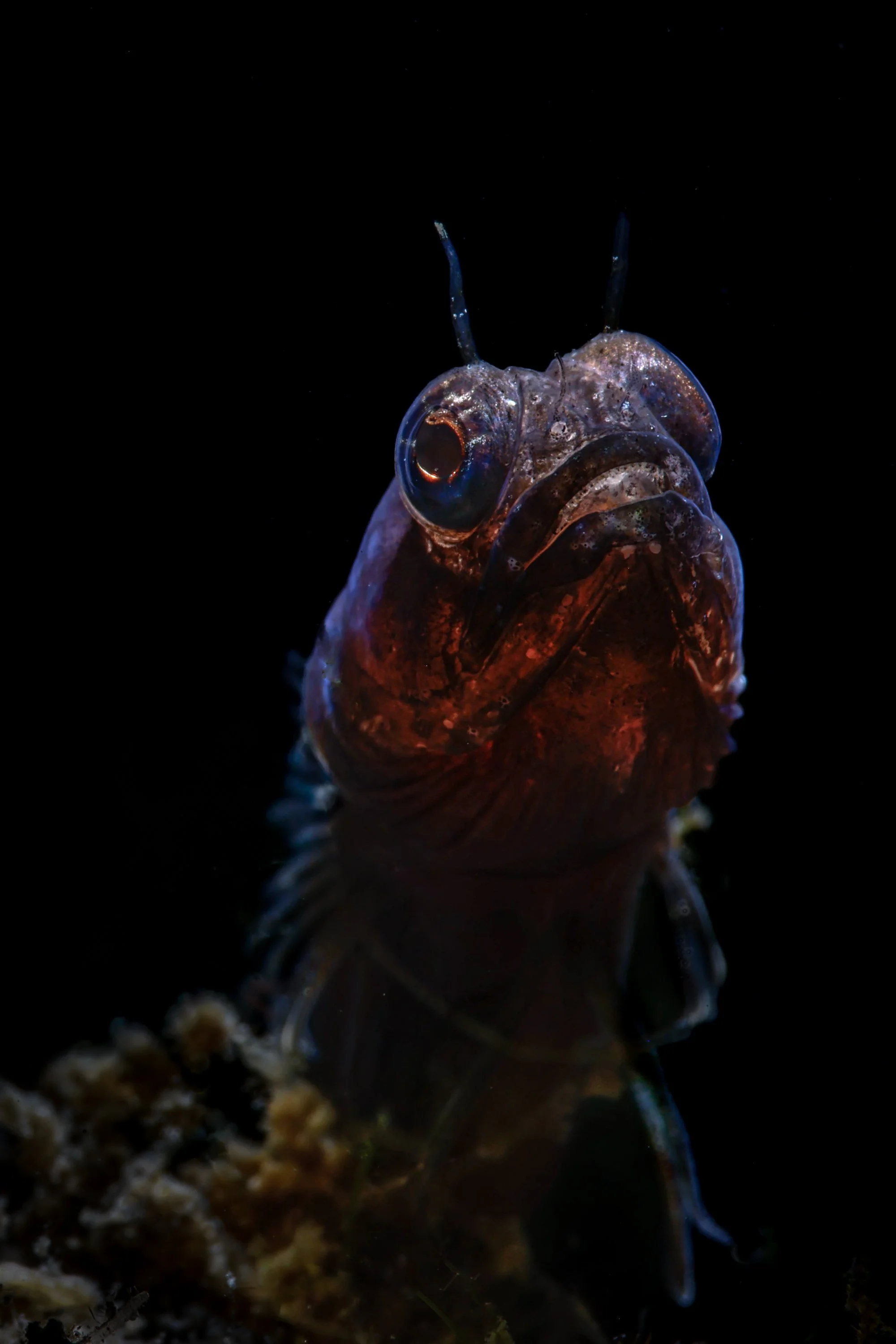 Sailfin Blenny.JPG