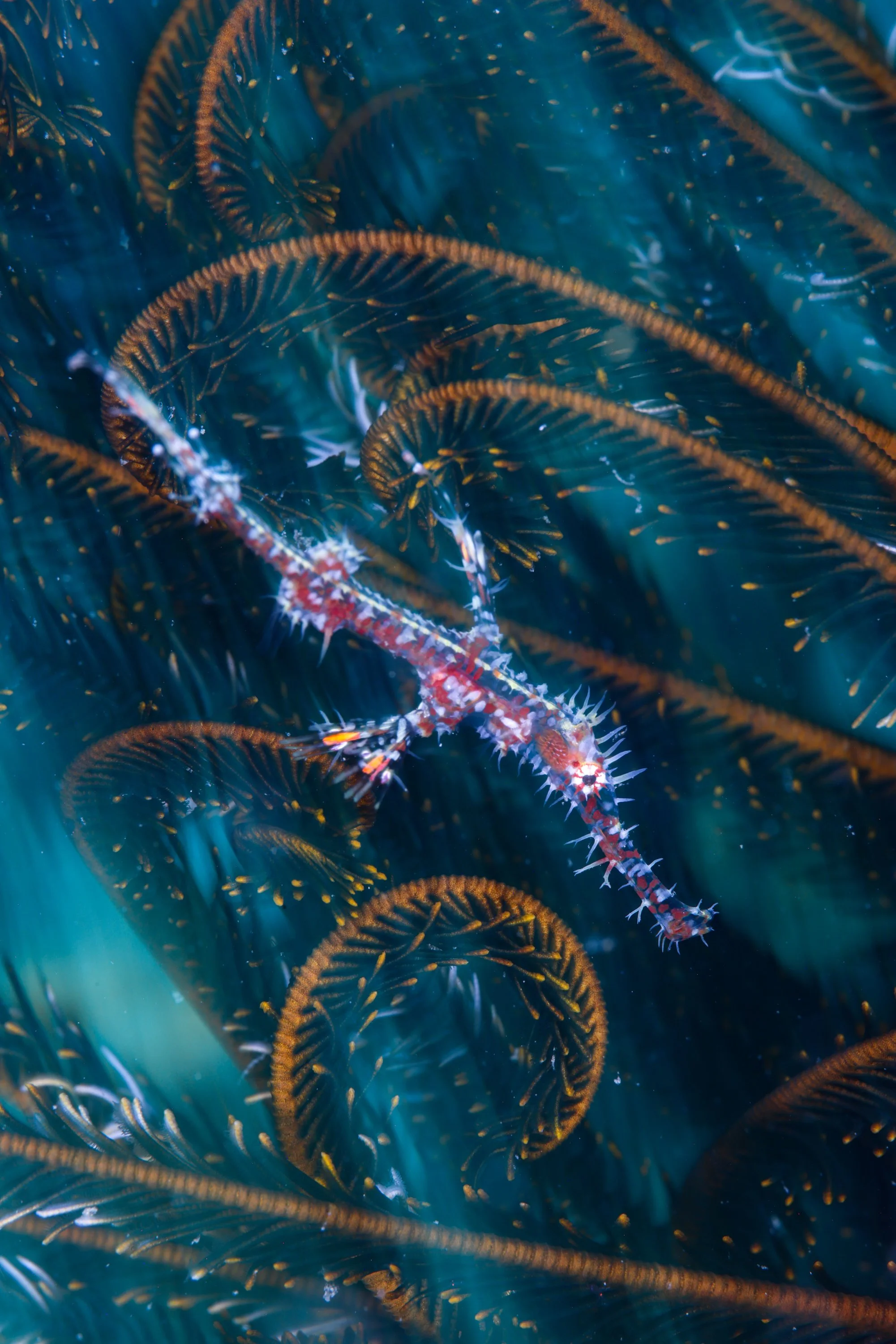 Ornate Reef.JPG