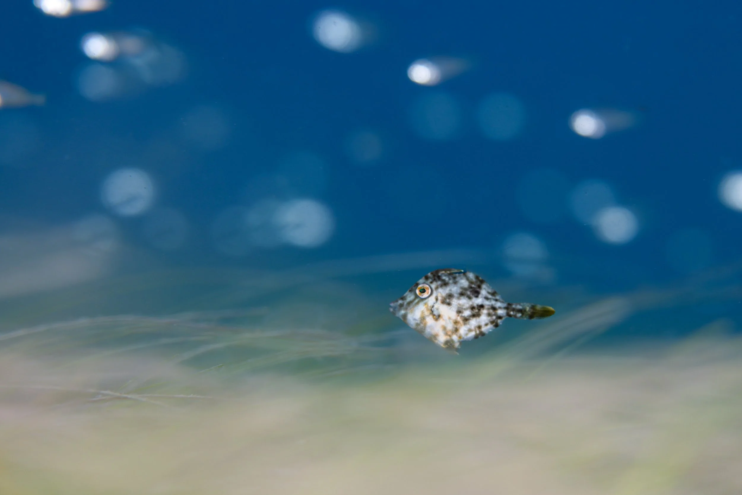 Filefish & Seagrass.JPG