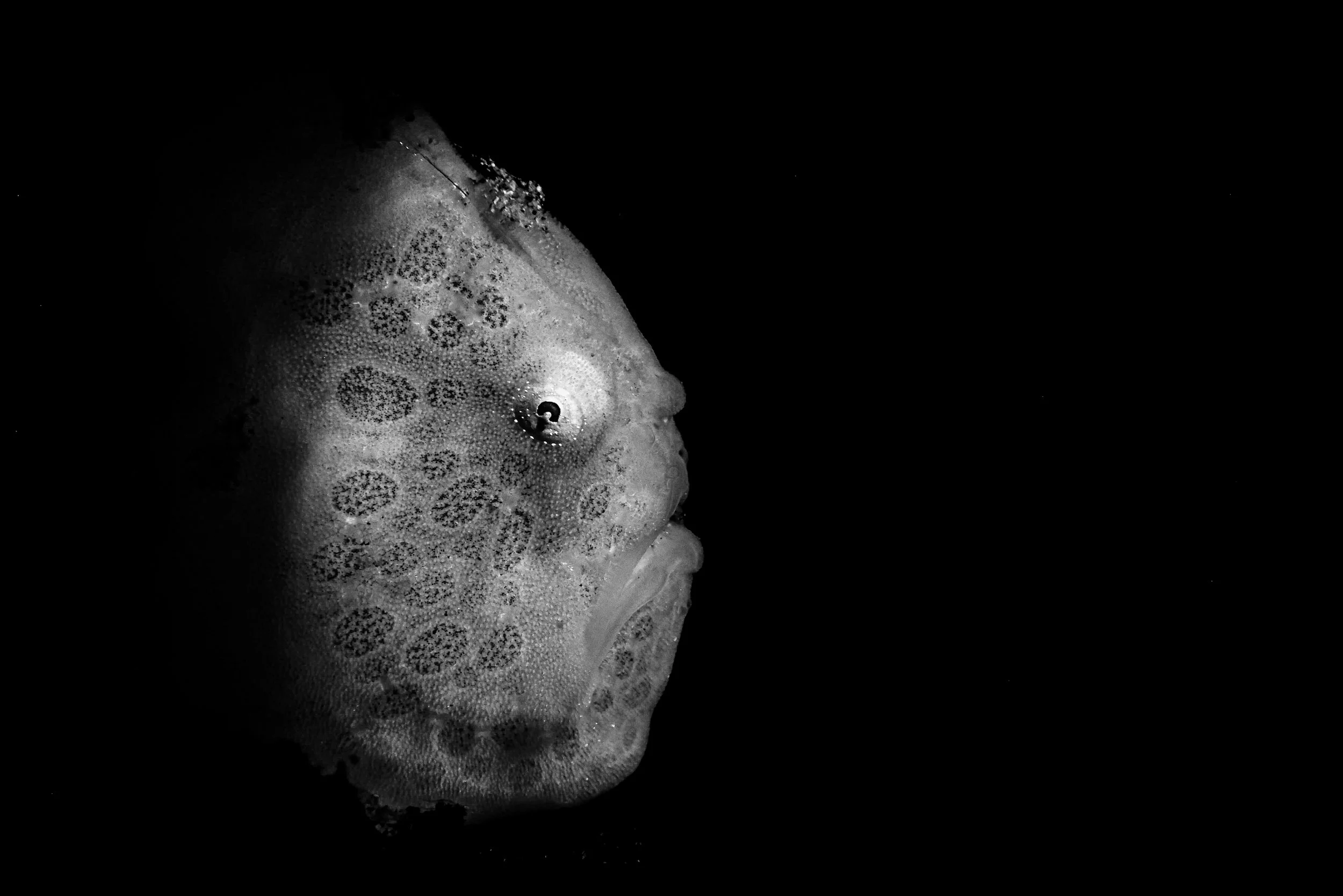 Black and white photo profile of a Painted frogfish, showing its textured spongelike face and small eye.