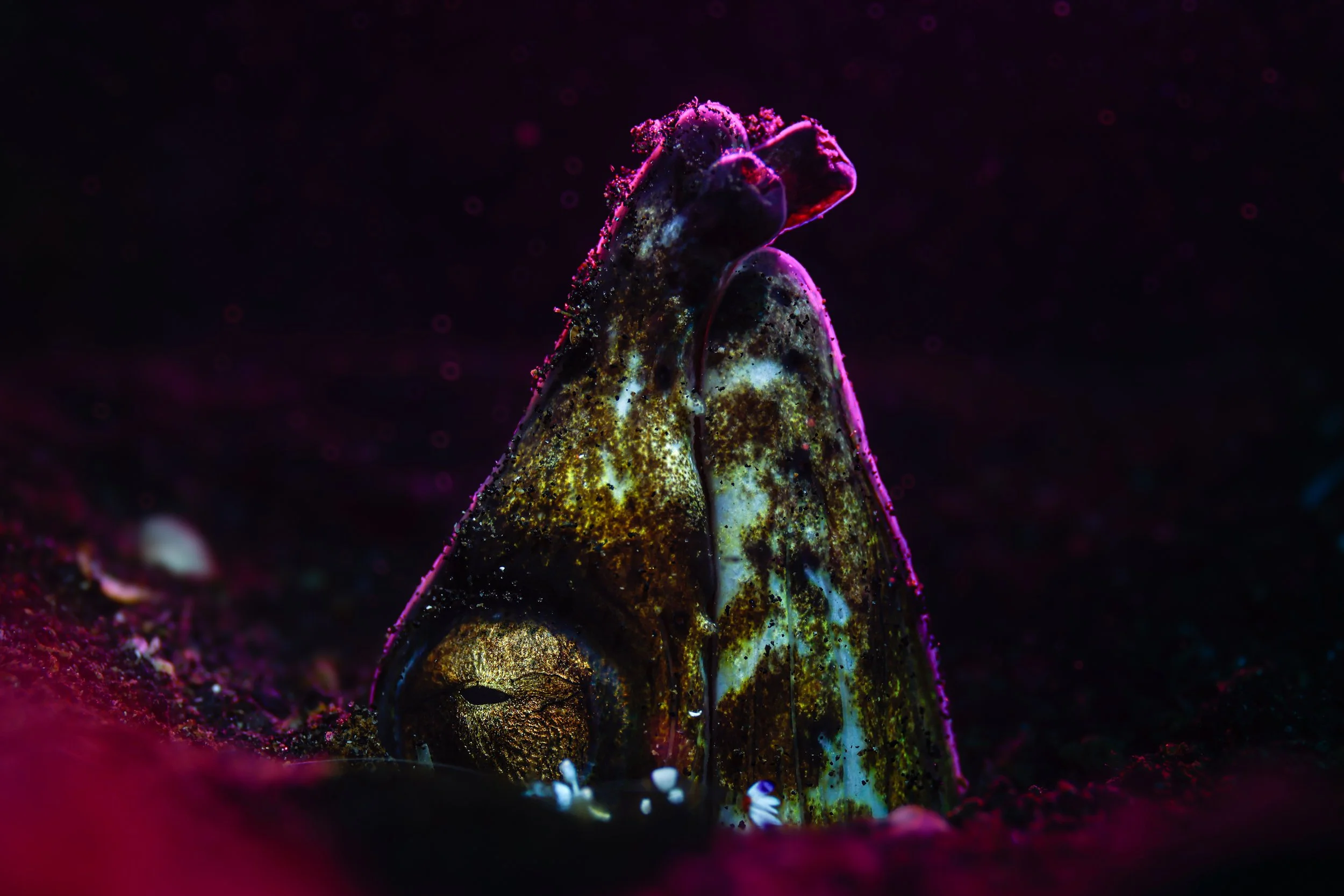 Close-up of a camouflaged octopus blending into the dark ocean floor, illuminated with vibrant pink and purple lights.