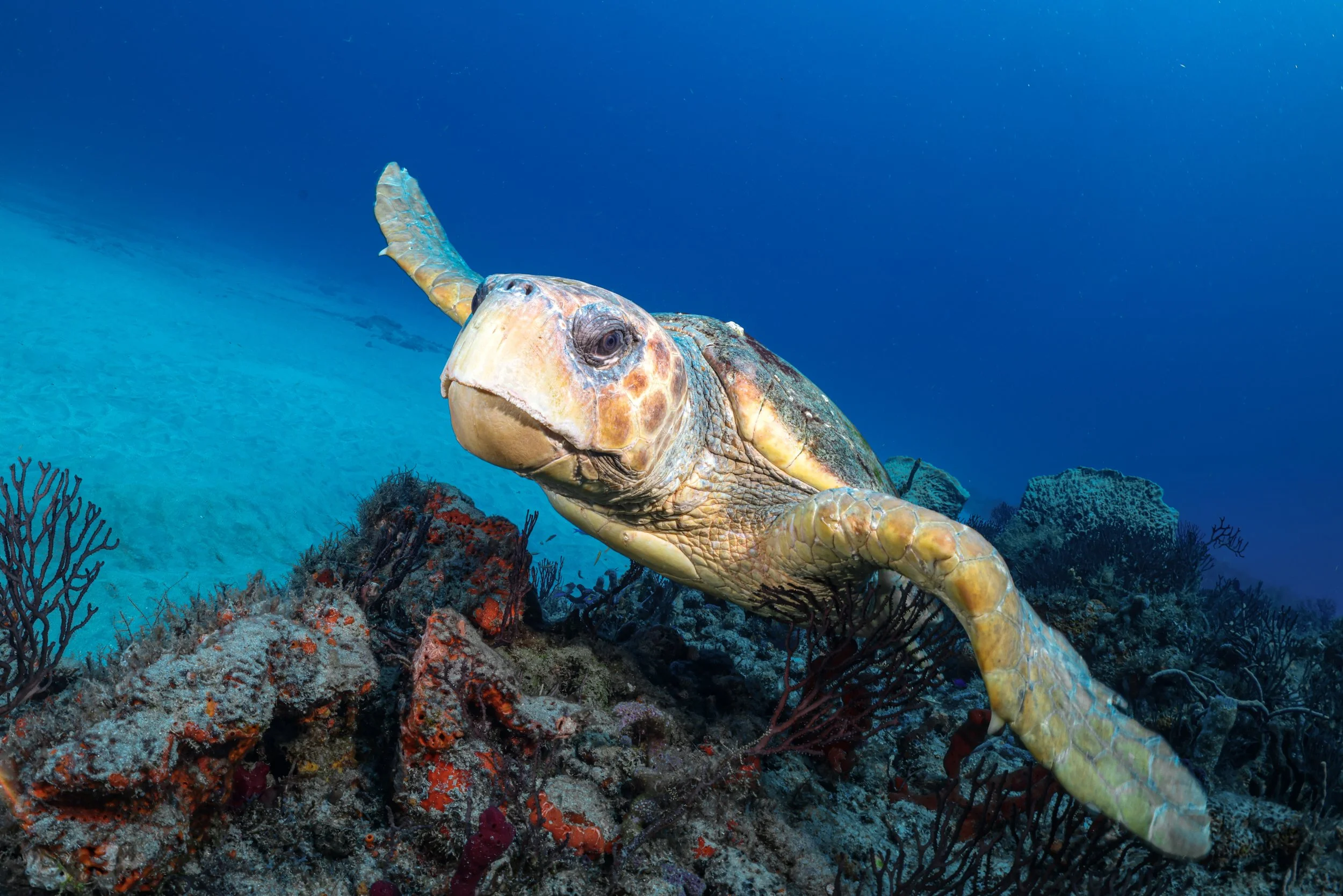 Turtle Fly By.JPG