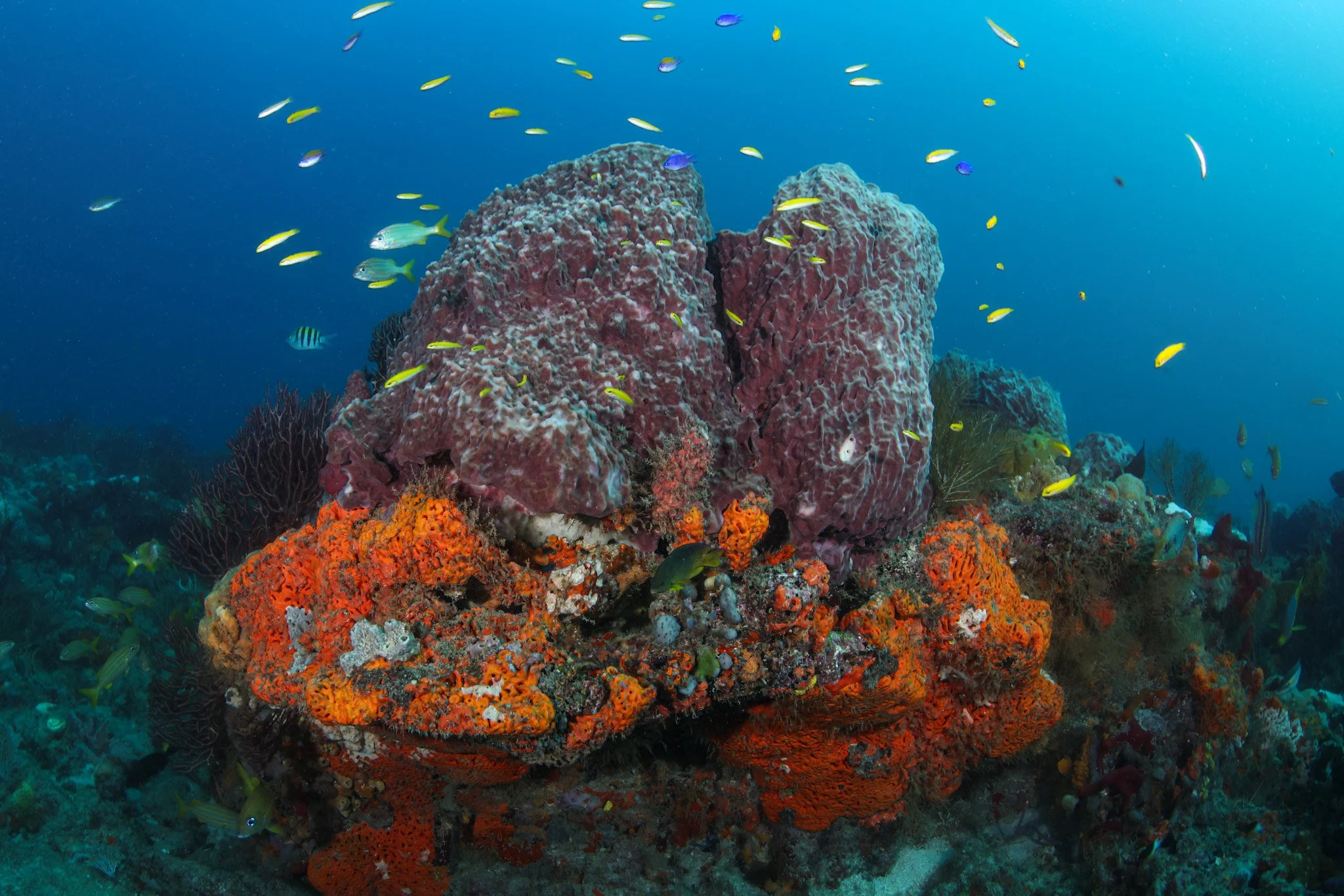 Orange Barrel Reef.JPG