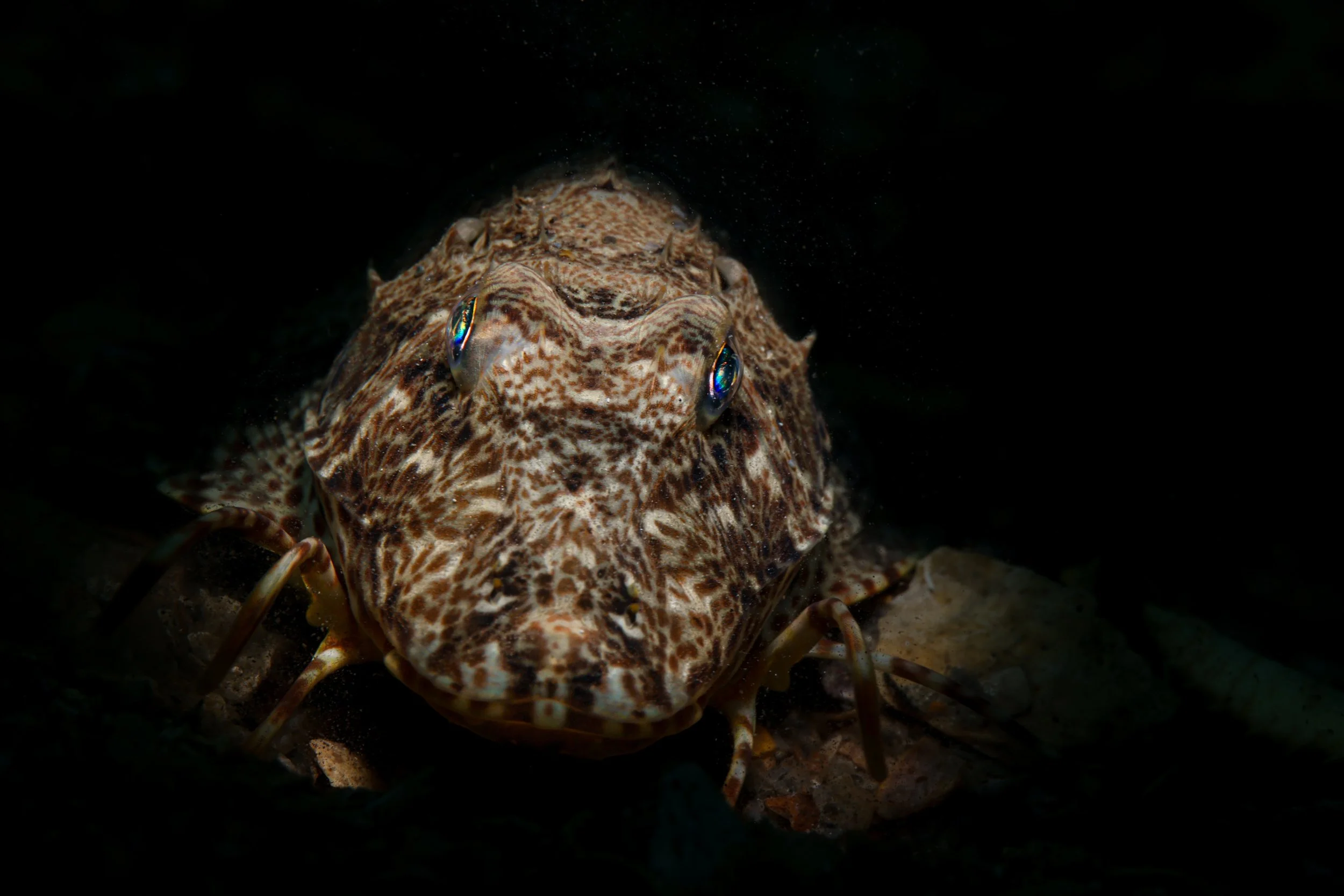 Here Is Looking At You.JPG