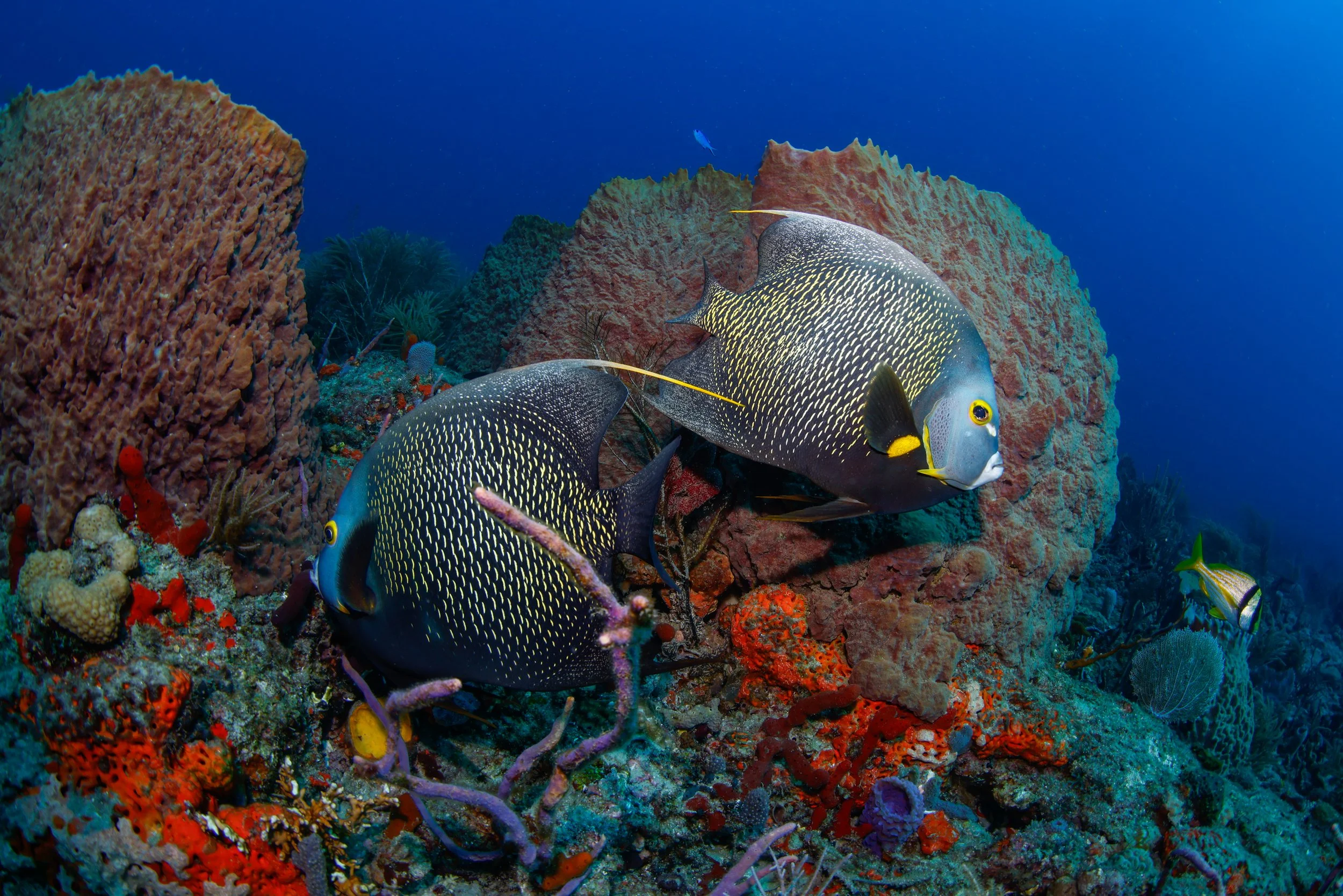 Caribbean Angels.JPG