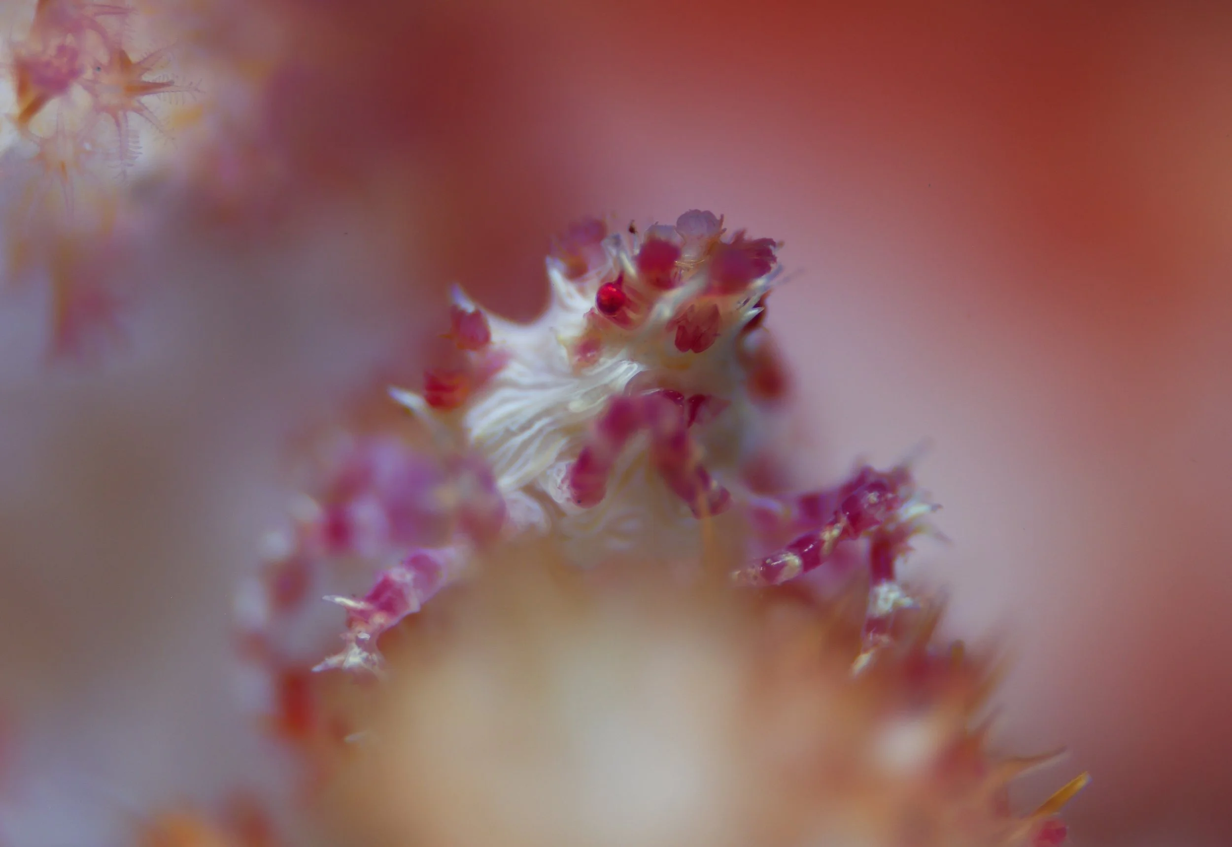 Close-up of a tiny, colorful insect, possibly a spider or mite, on a pinkish, spiky plant or flower.