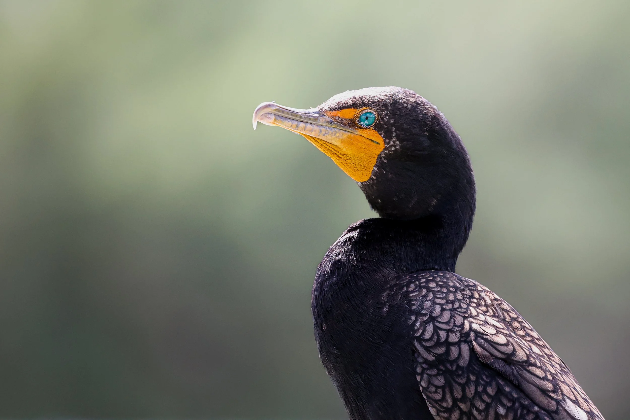 A profile of a cormorant with its beautiful emerald colored eyes.