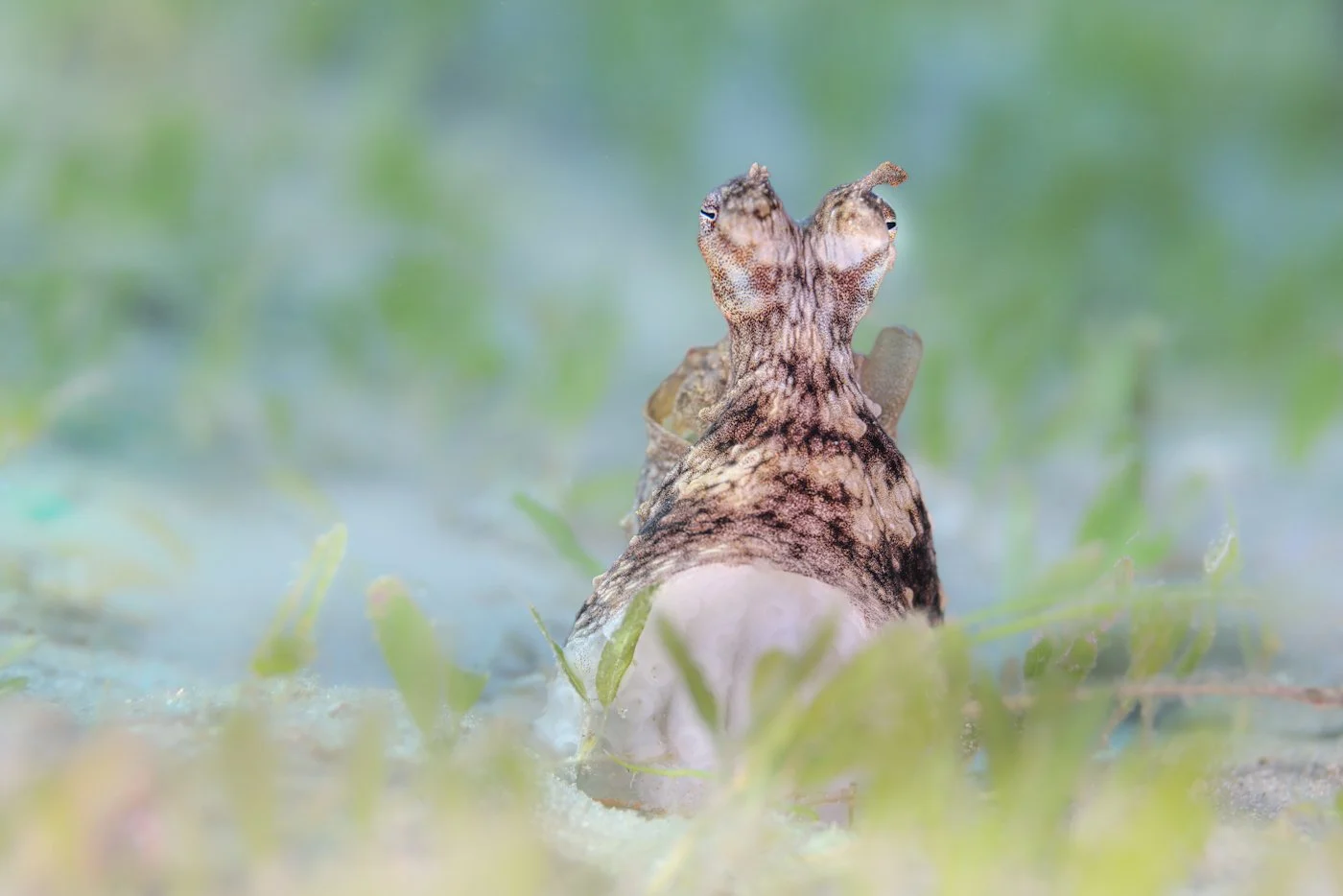 A small Atlantic longarm octopus peeks out from its den at the Blue Heron Bridge .