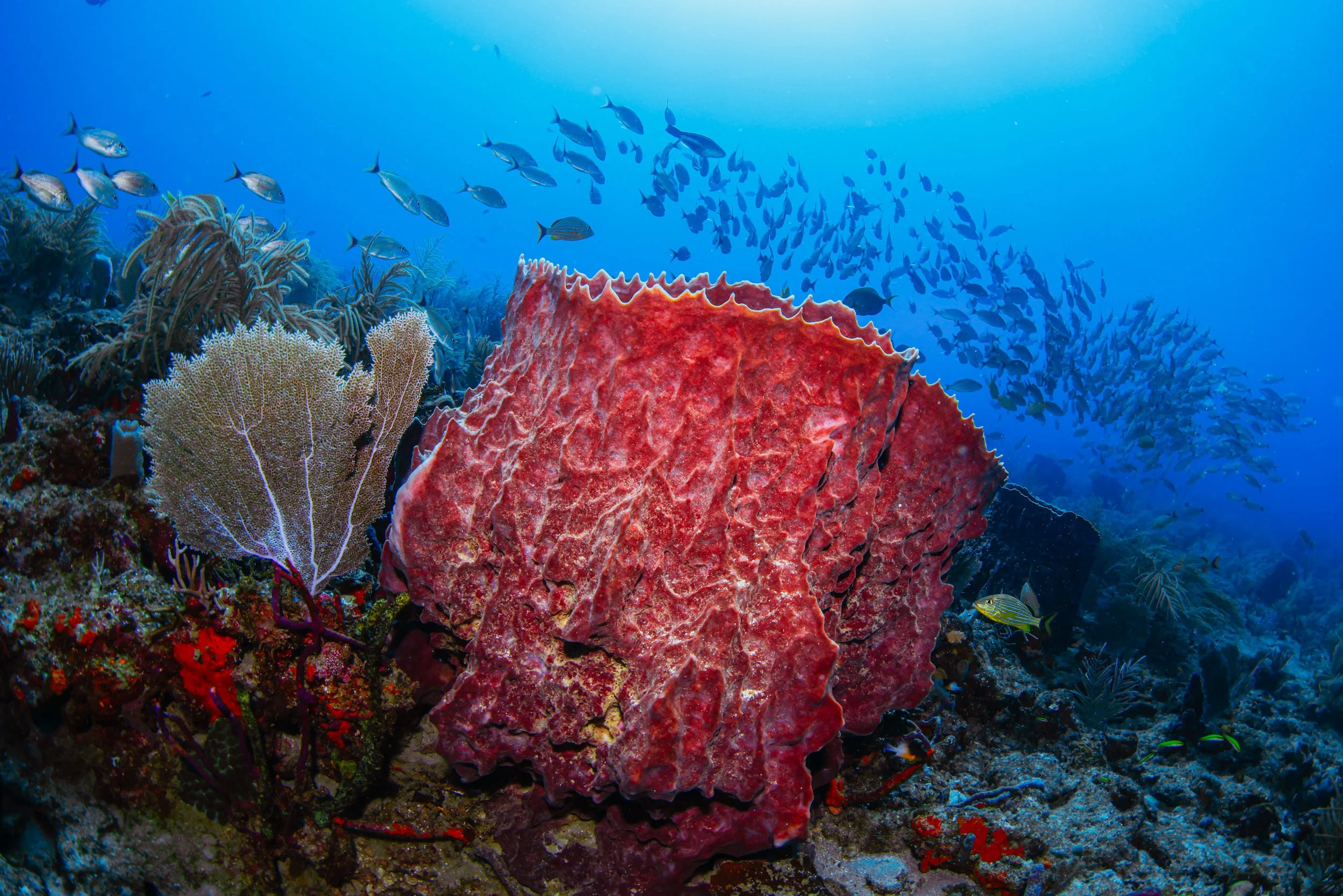 Reef Scenes