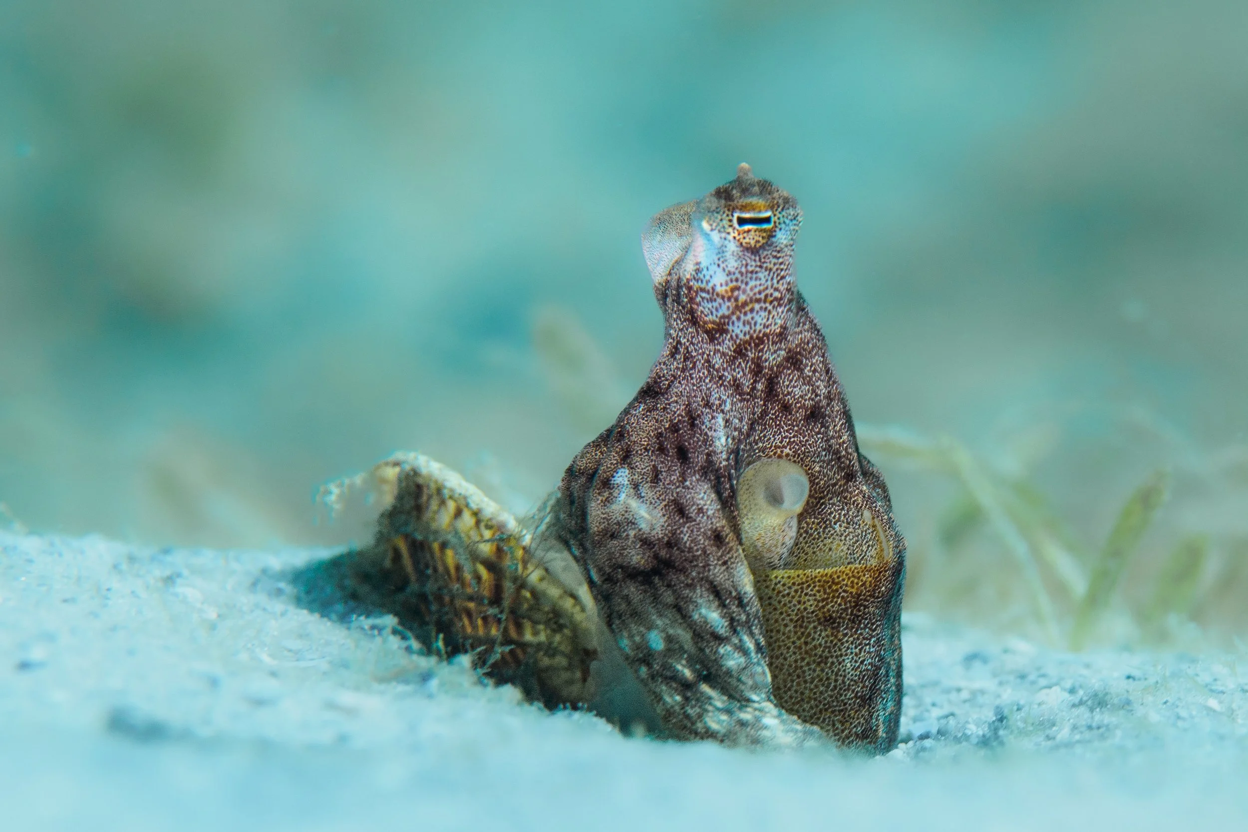 A close-up of an Atlantic Longarm octopus trying to camouflage within a shell on the sandy ocean floor, with greenish and sandy background.