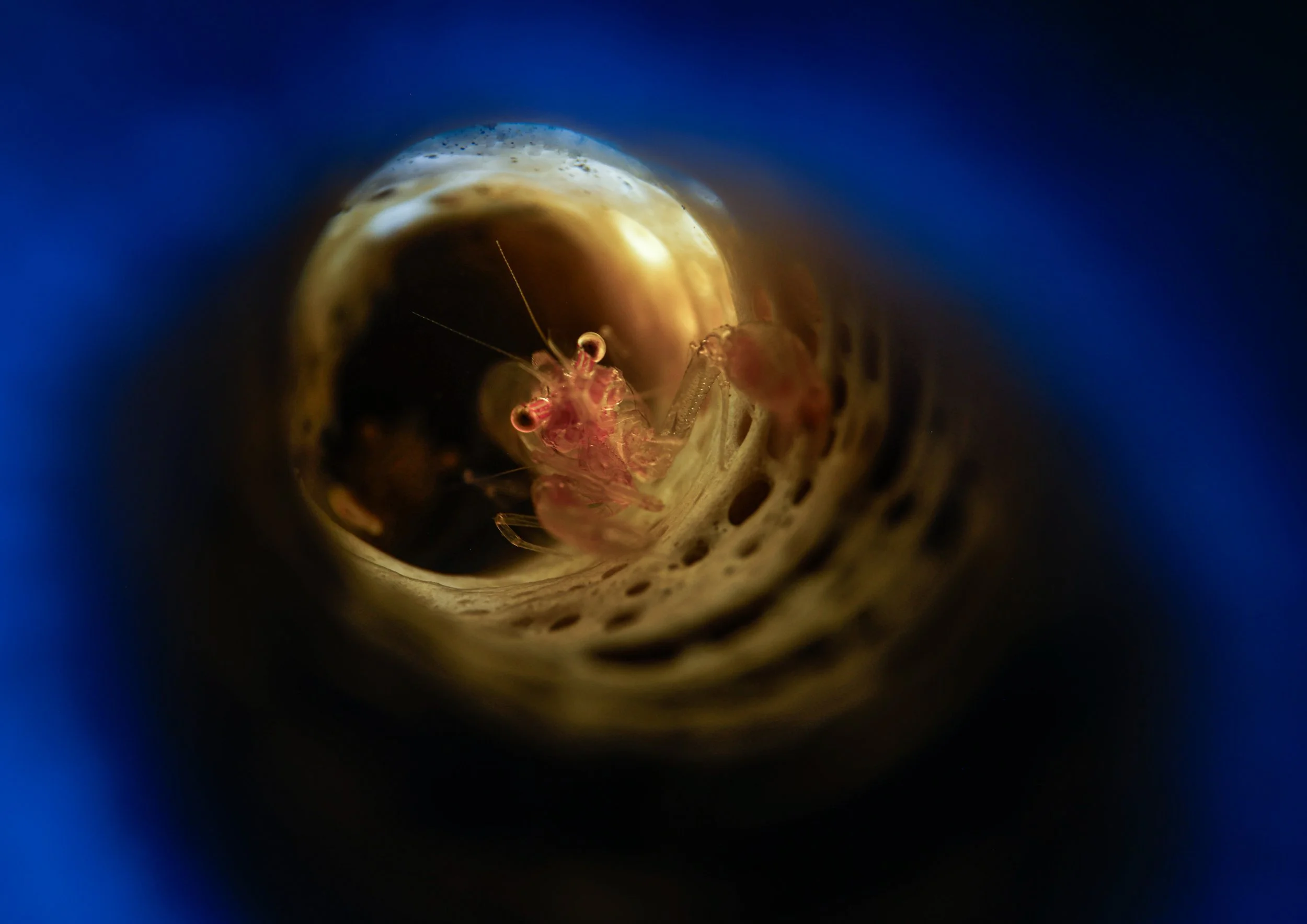 Tube Shrimp Surprise