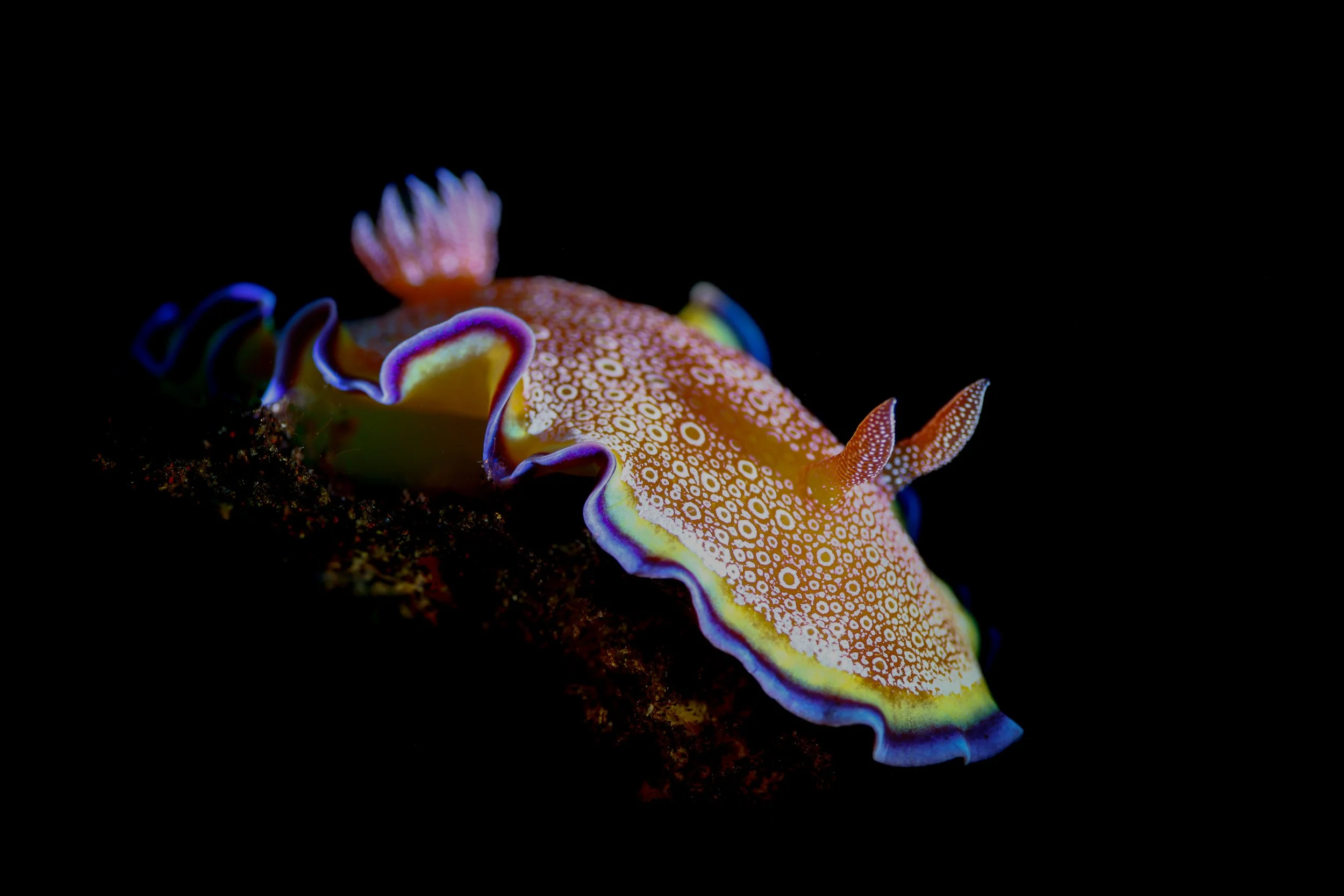 Rainbow Nudibranch.JPG