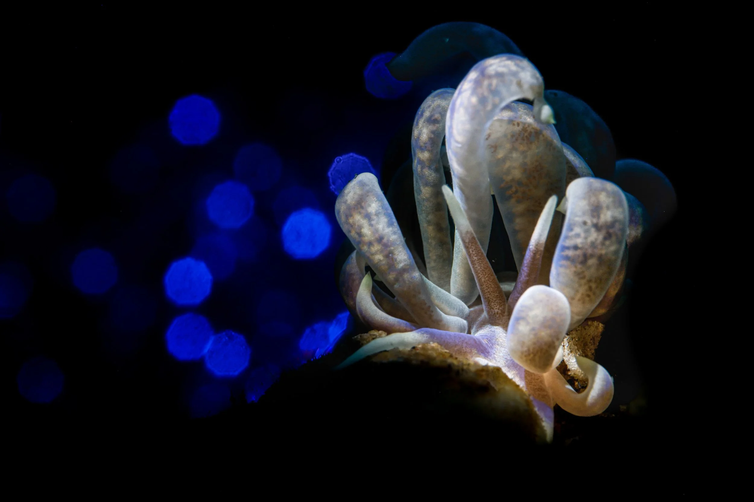 Lembeh Nudibranch.JPG