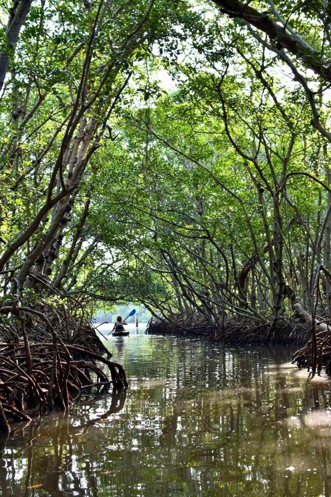 kayaking or crocodile watching in Barra de Santiago 