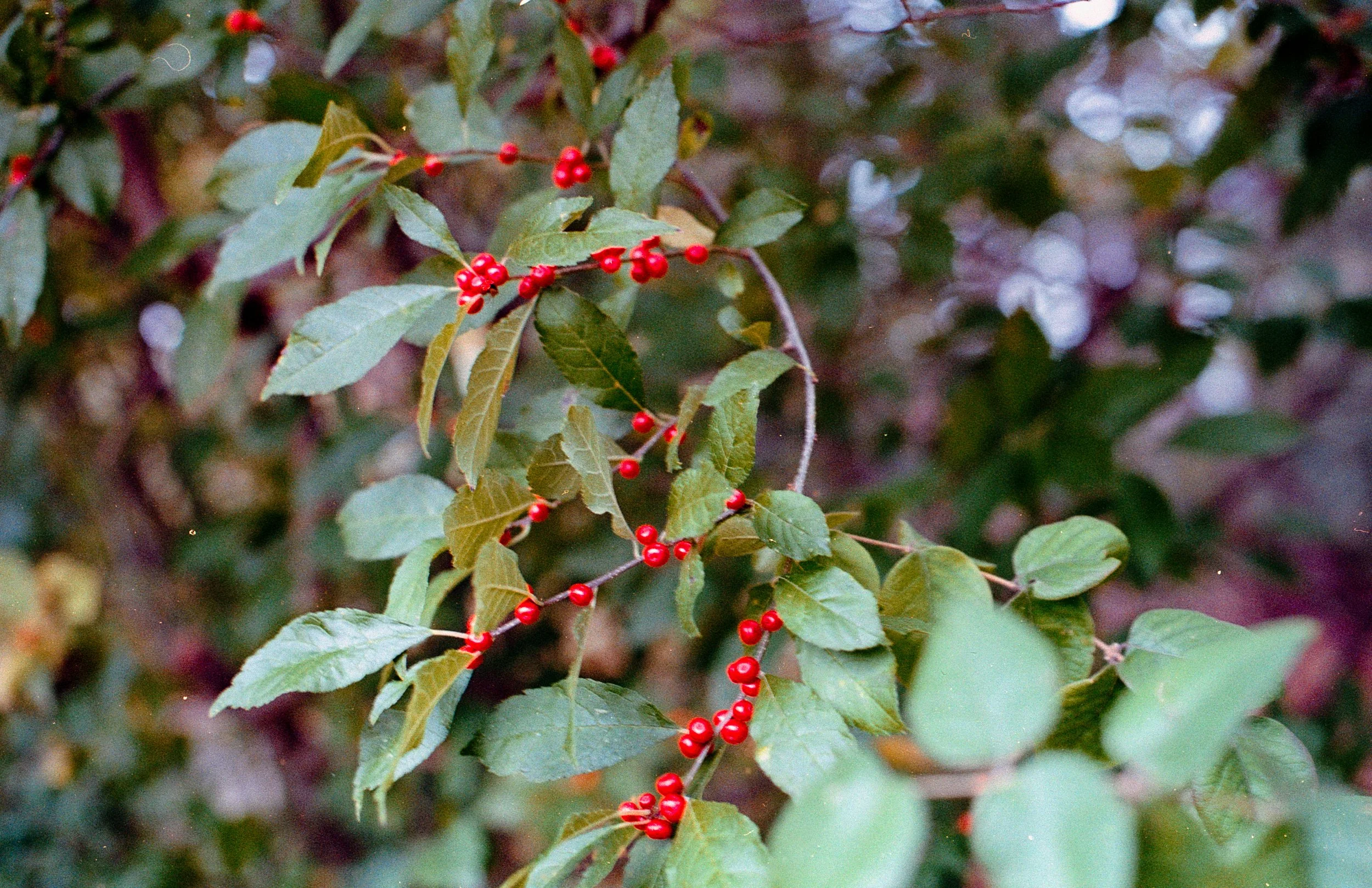 A close-up of a holly plant with green leaves and red berries.