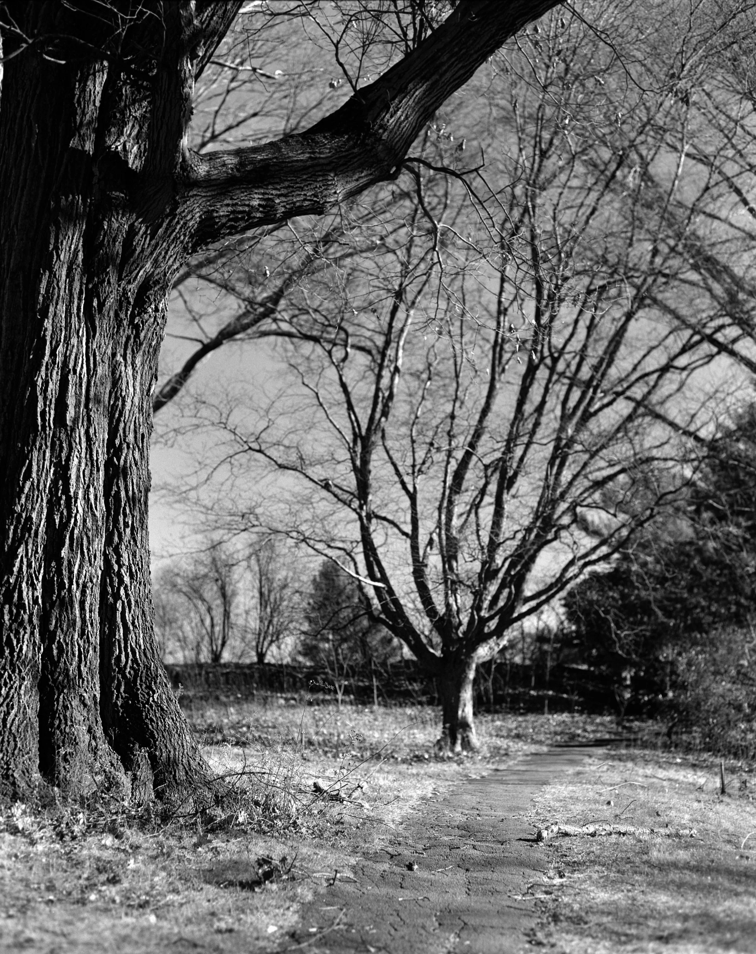 Black and white photo of a rural dirt path with large leafless trees along the trail.