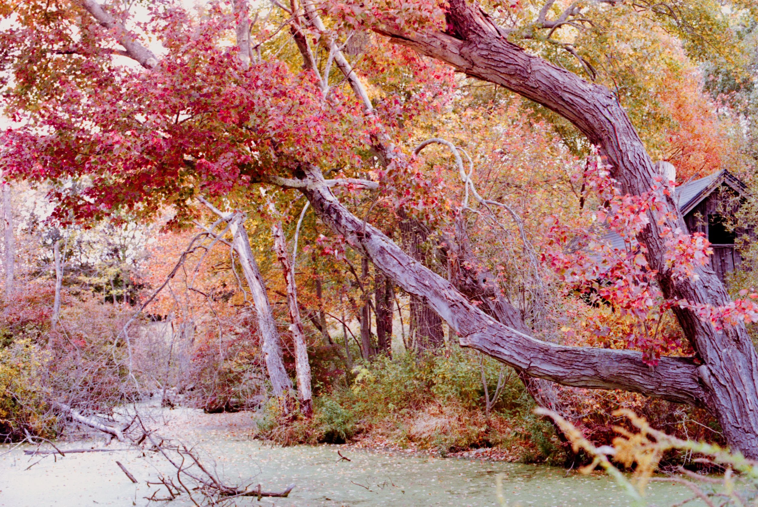 A colorful autumn scene with trees displaying red, yellow, and orange leaves by a pond, and a rustic wooden house partially visible in the background.