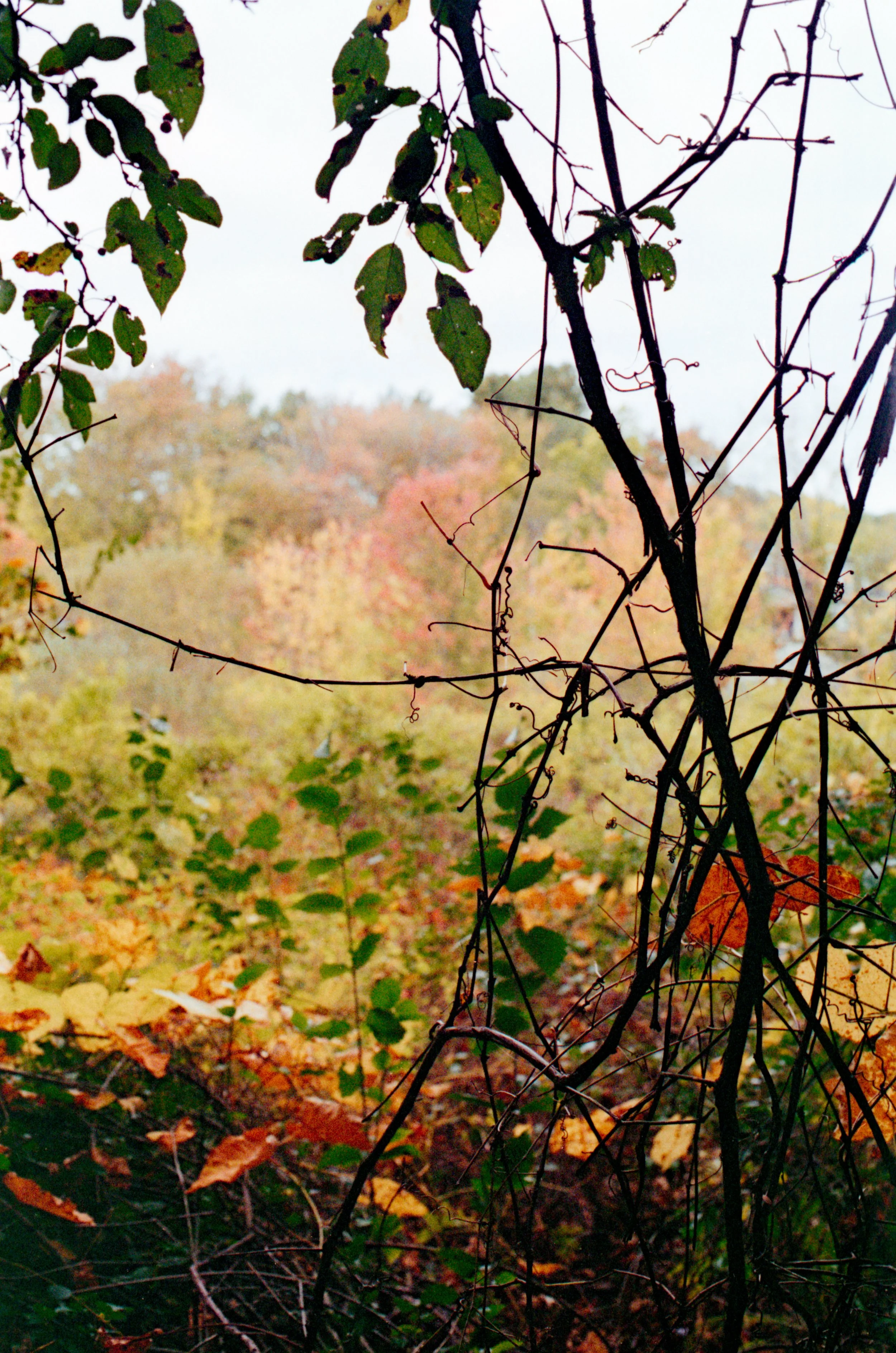 Autumn forest scene viewed through tangled vines and branches, with colorful leaves in the background