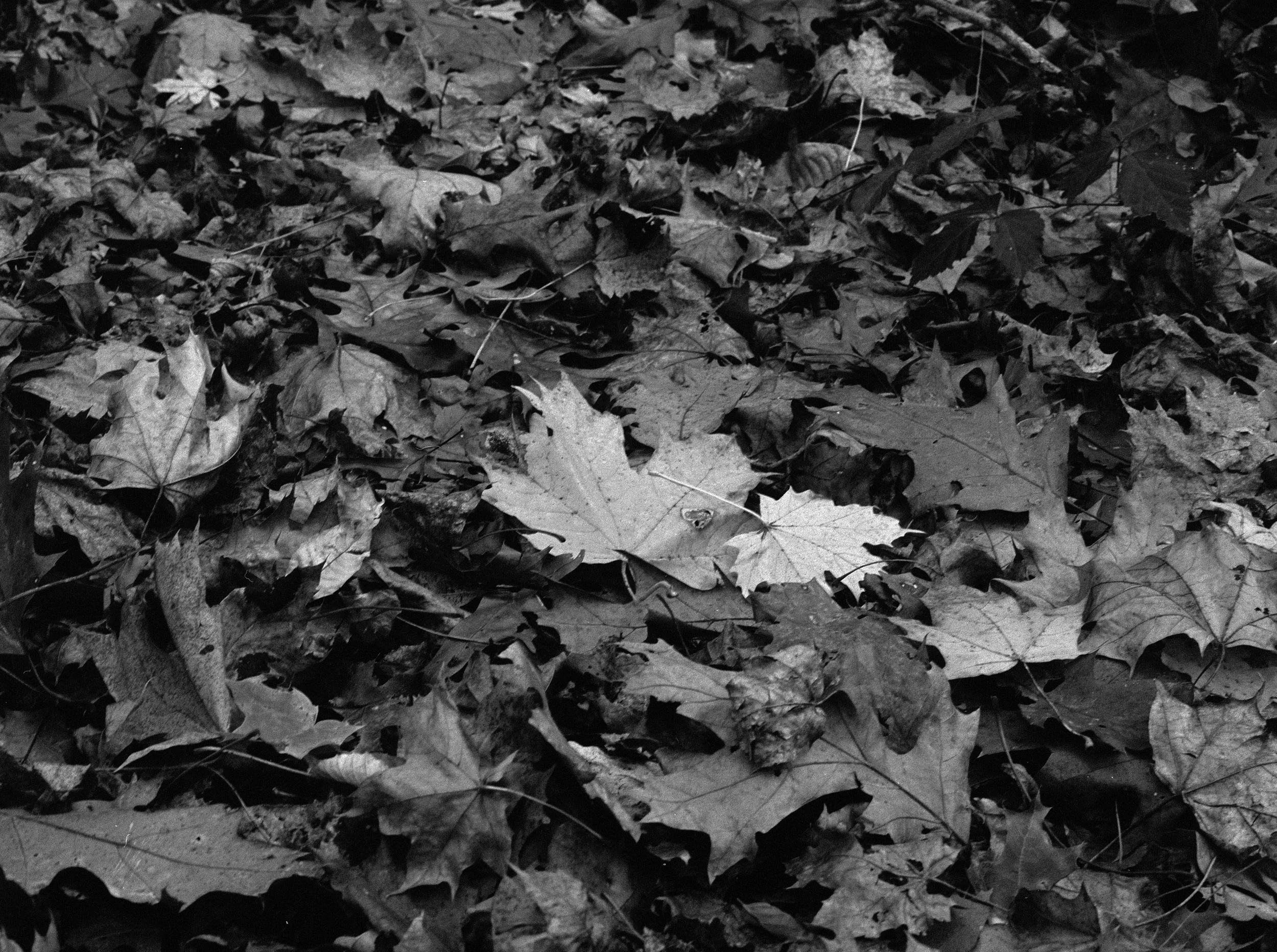 Black and white photo of fallen autumn leaves on the ground.