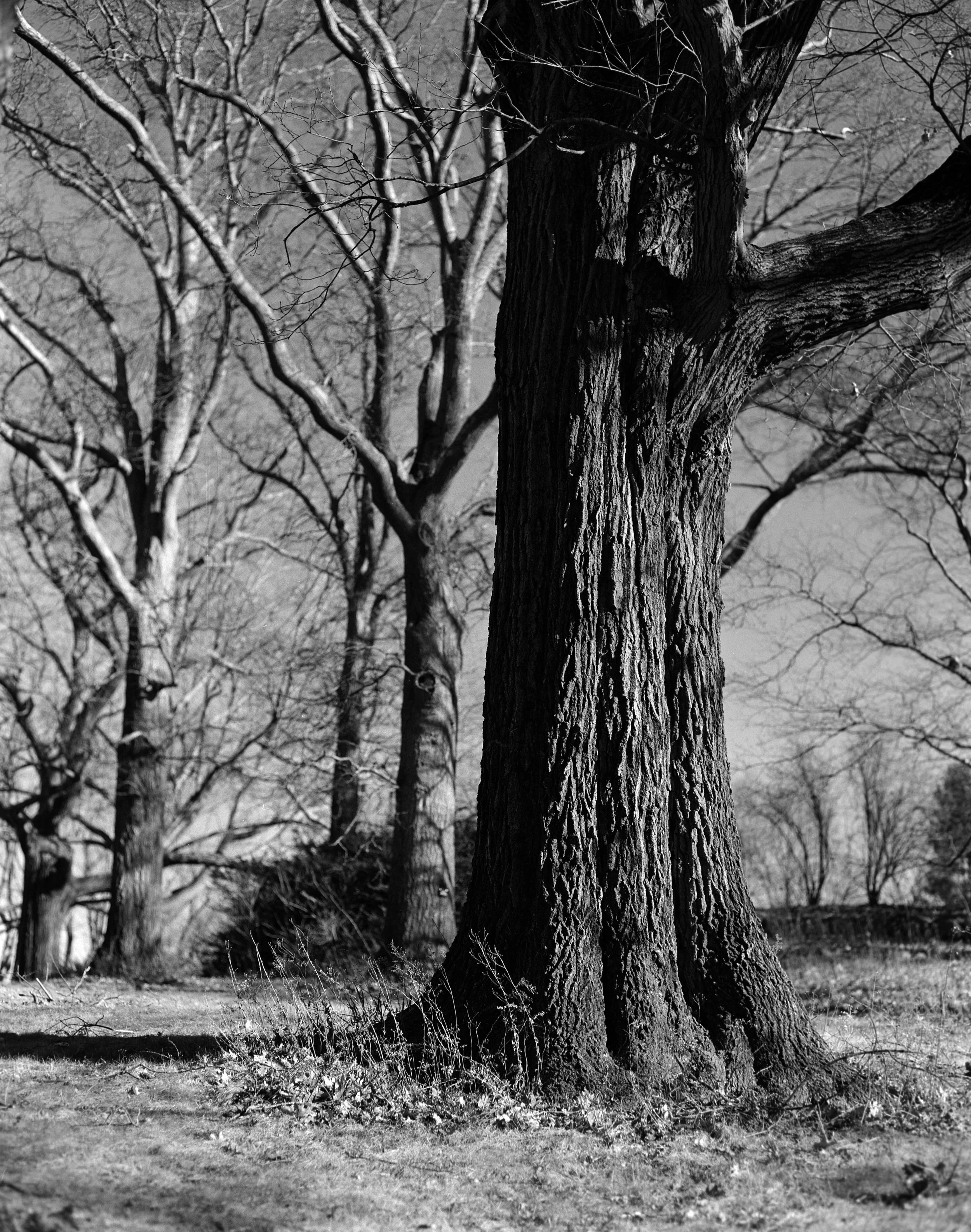 Black and white photo of a large, textured tree trunk with bare branches in a park or natural area.