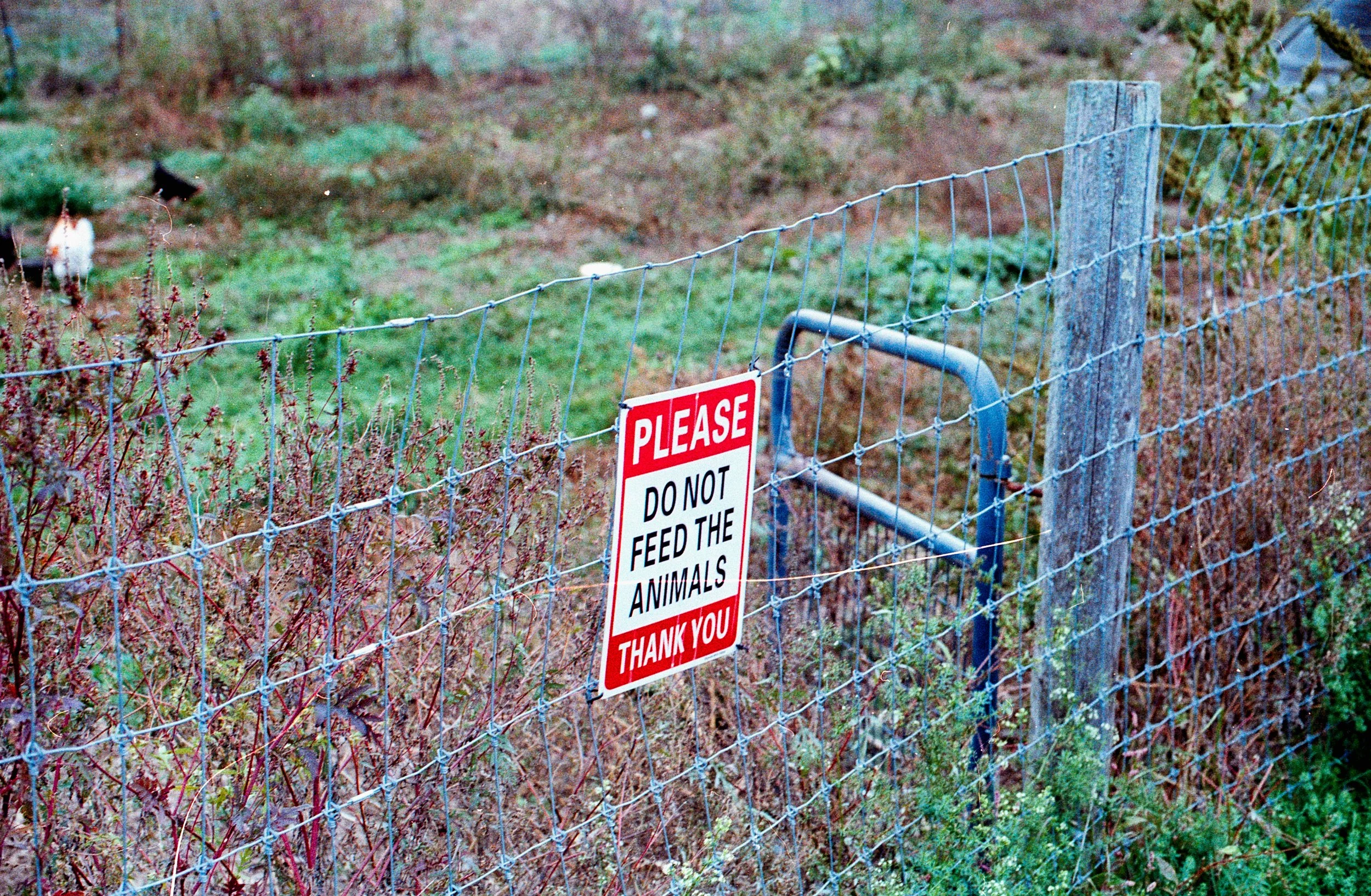 A wire fence with a red and white sign that reads, 'Please do not feed the animals, thank you.' The background shows a grassy area with some plants and a bird.