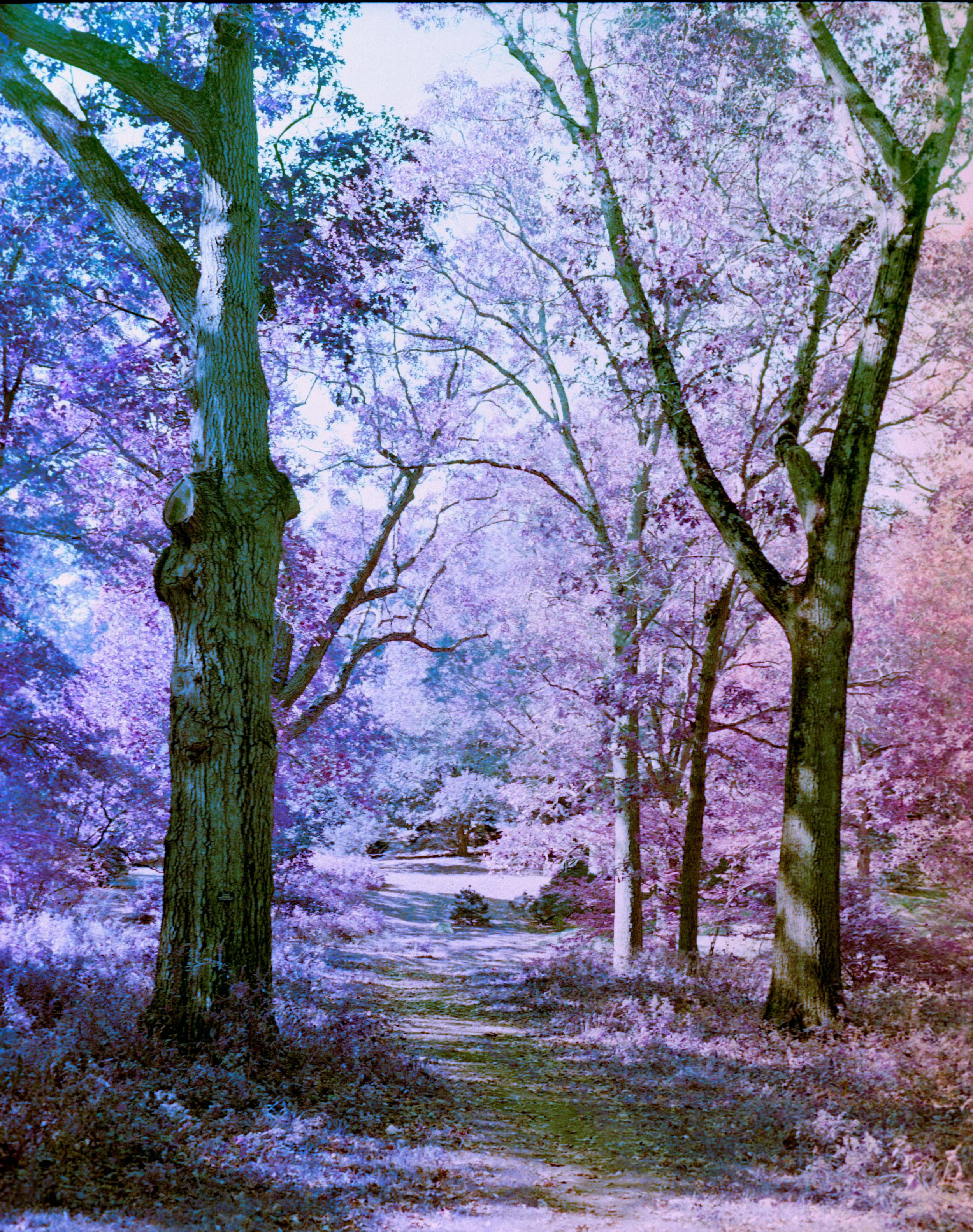 A scenic trail through a forest of blooming pink and purple trees during spring, with a dirt path winding into the distance.