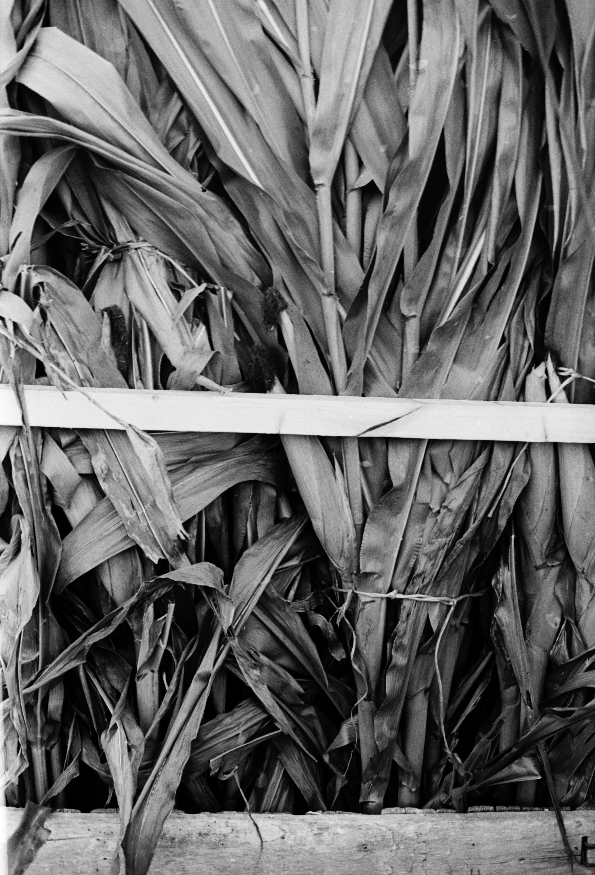 Corn stalks tied together and stacked in a wooden crate