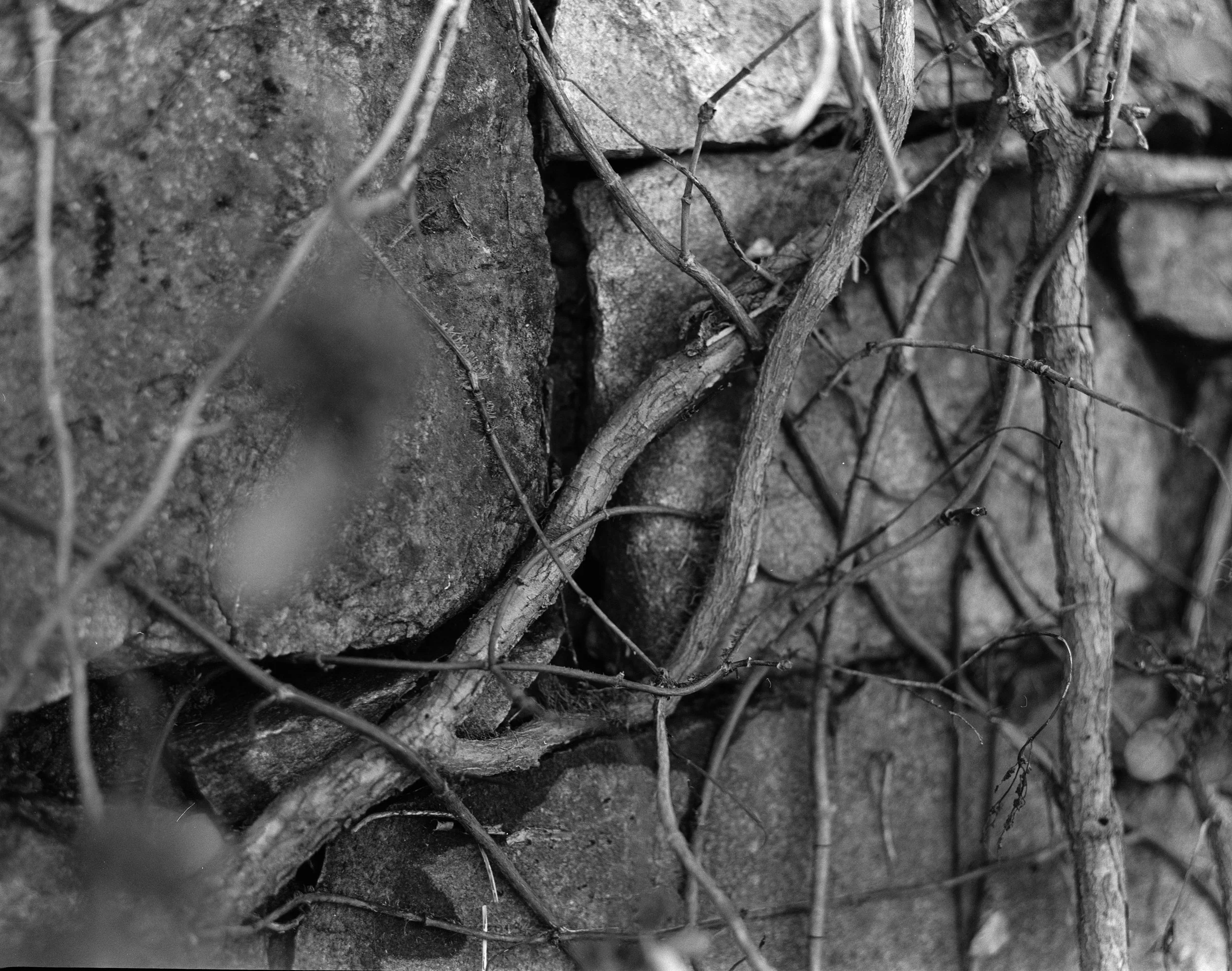 Close-up black and white photo of vines and small branches intertwined with rocks and soil.
