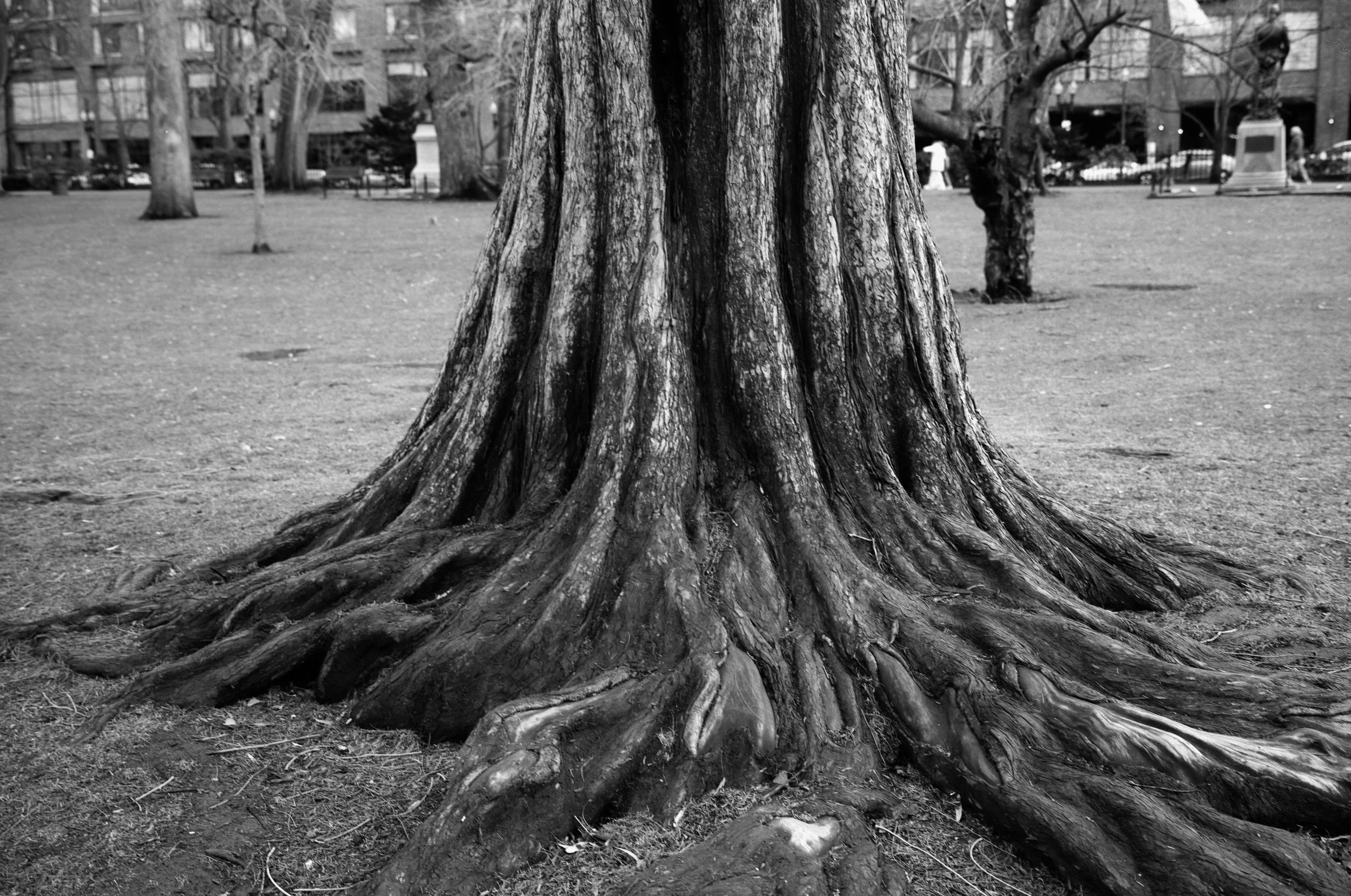 Close-up of the trunk and roots of a large tree in a park, with benches, trees, and buildings in the background, in black and white.