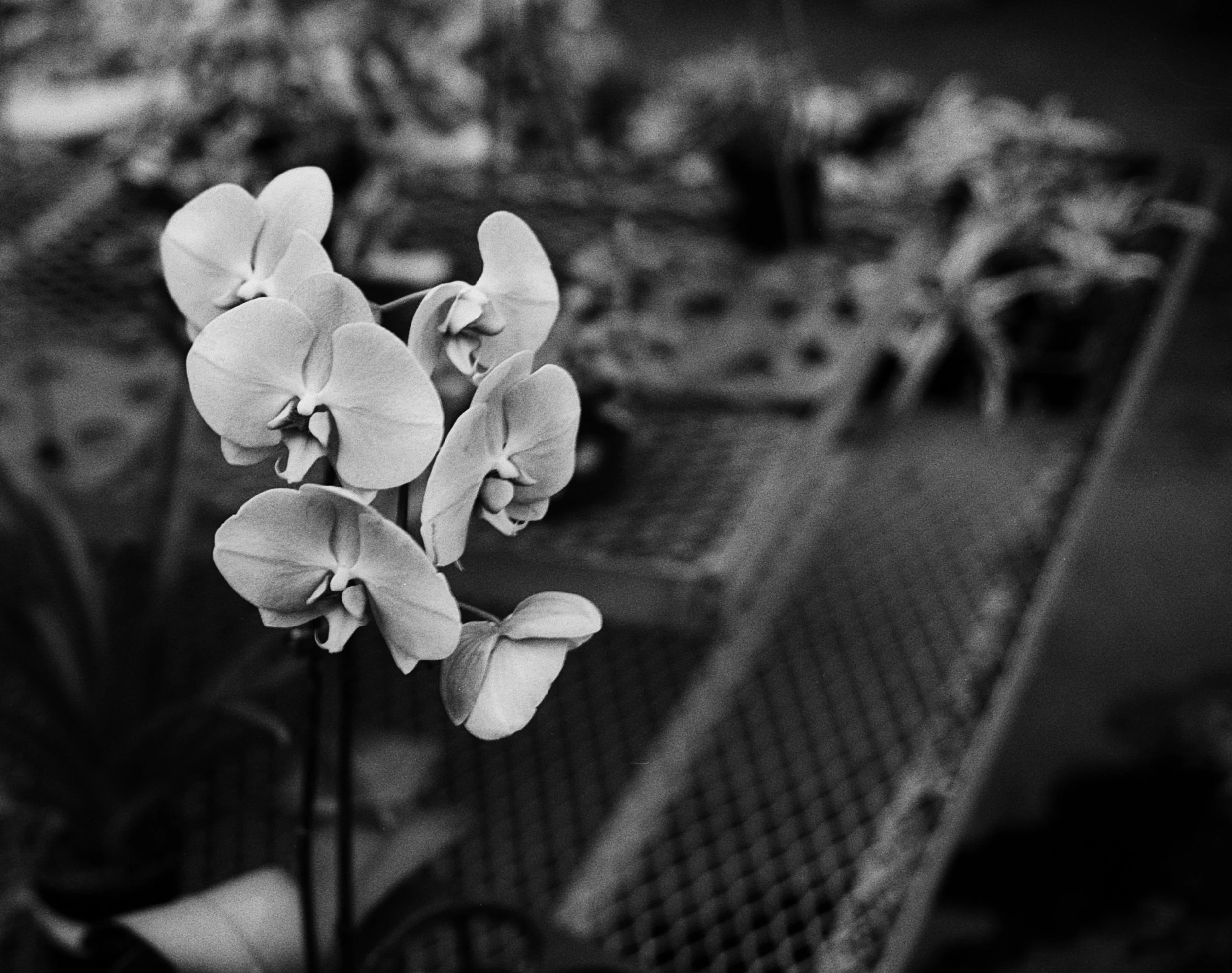 A black and white photo of a potted orchid plant with several flowers in focus and a blurred background showing a basket and some objects.