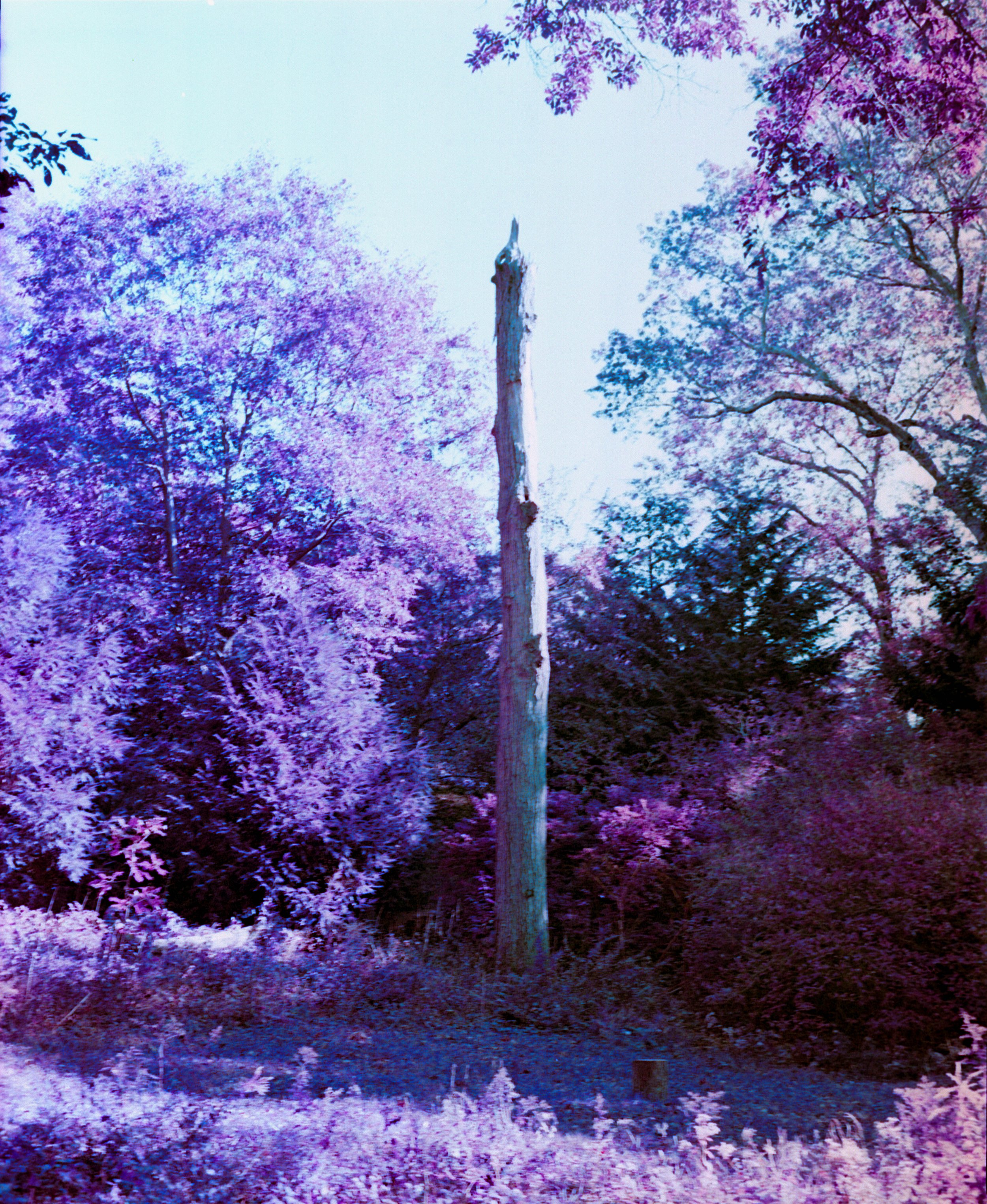 A landscape with a tall, dead tree trunk surrounded by trees with purple and pink foliage against a pale sky.