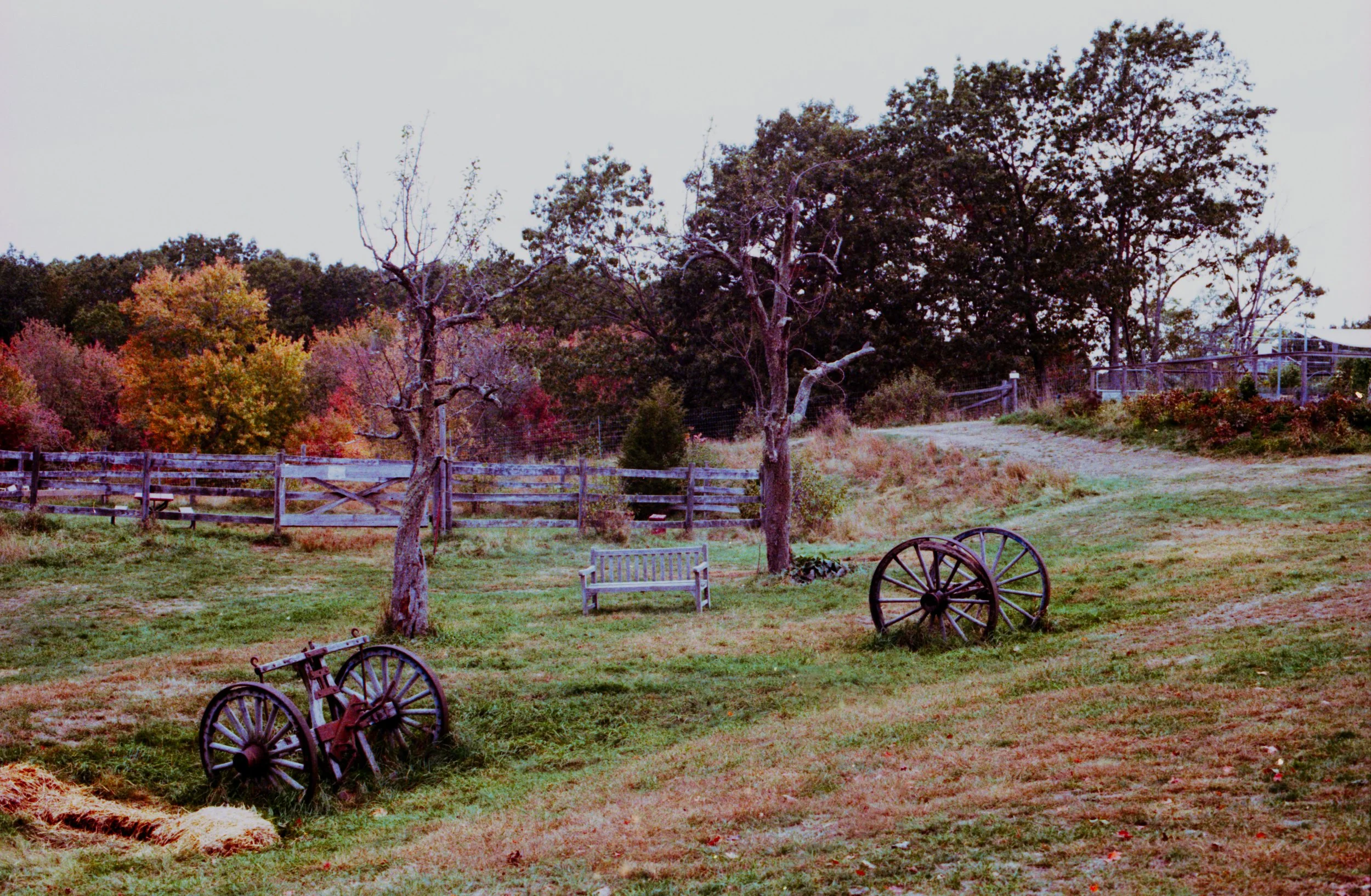 A rural scene with two leafless trees, a wooden park bench, two old wooden wagon wheels, a grassy field, colorful trees in autumn, and a weathered wooden fence in the background.