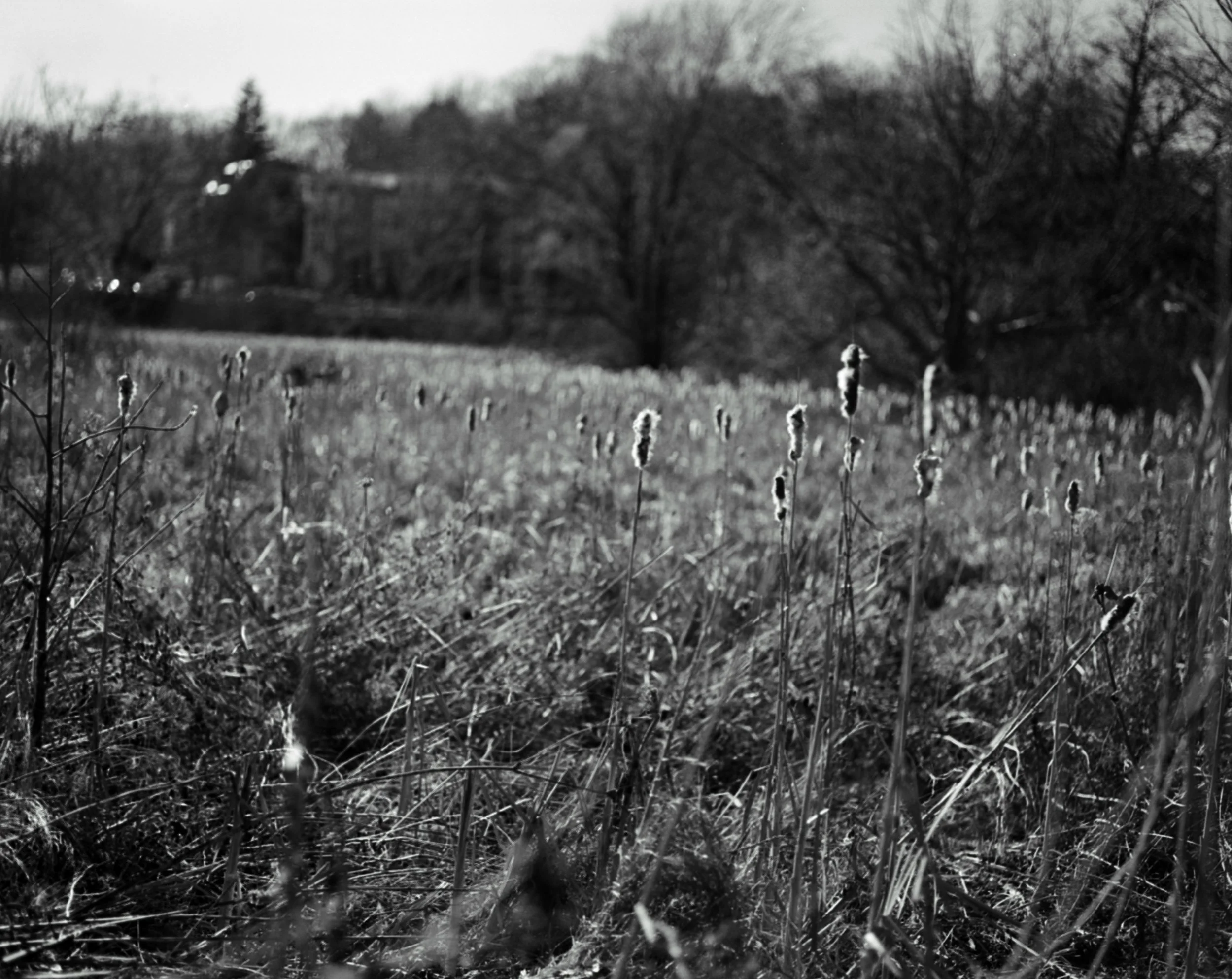 Black and white photo of a field with tall grass and wildflowers, with trees in the background and a cloudy sky.