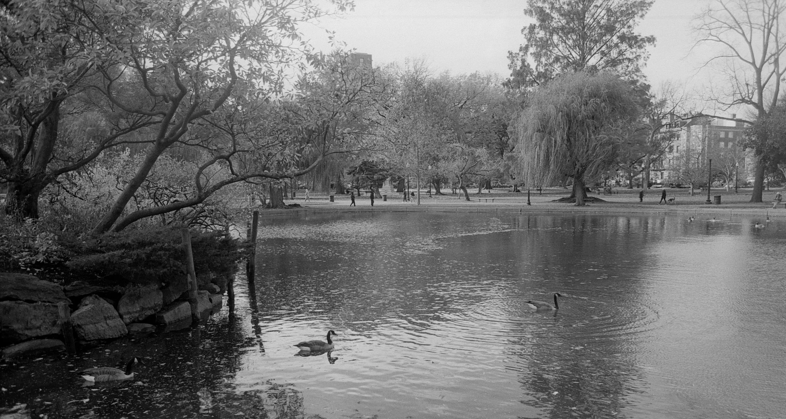 A black and white photo of a park with a pond, trees, and ducks swimming in the water. People are walking along the park path in the background.