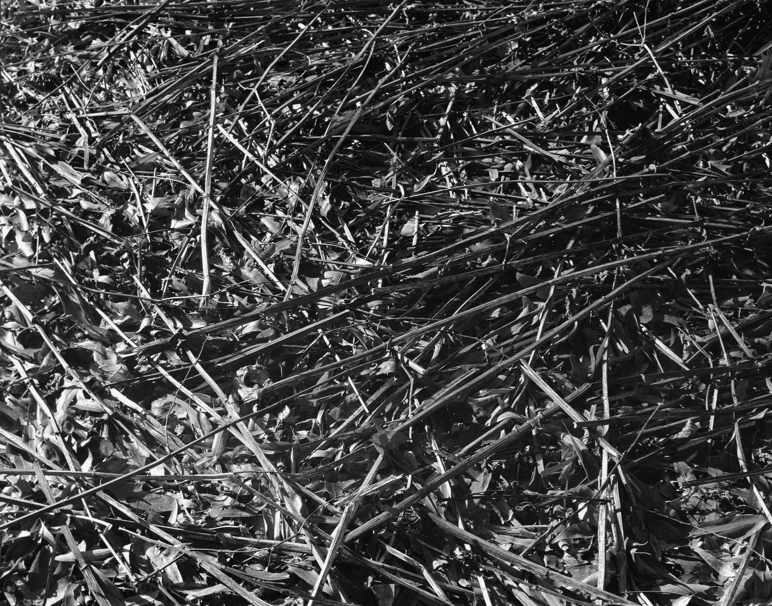 A black and white photo of a pile of dry, tangled grass and plant debris.