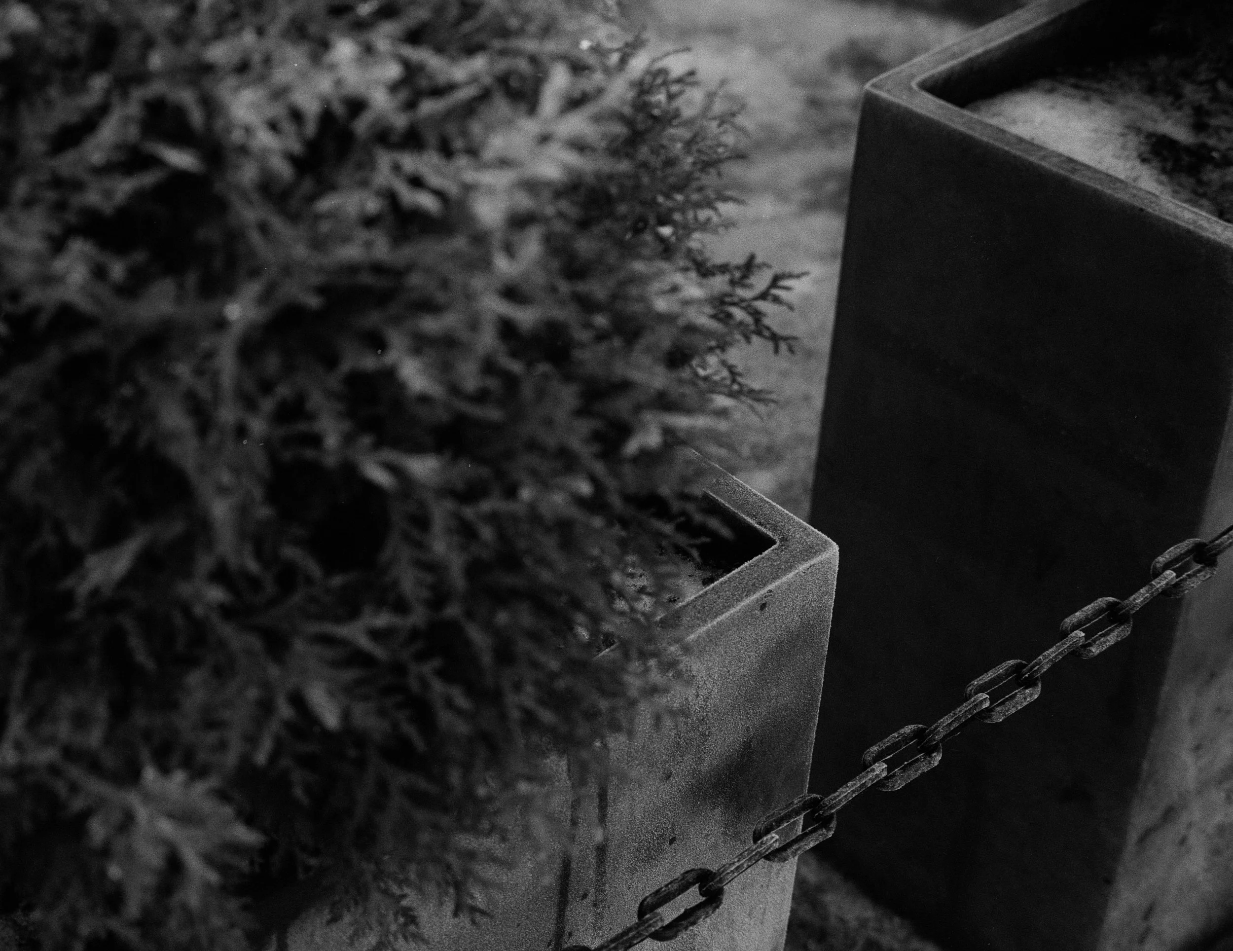 Close-up of two square planters, one with a leafy shrub and the other empty, with a chain in the foreground, all in black and white.