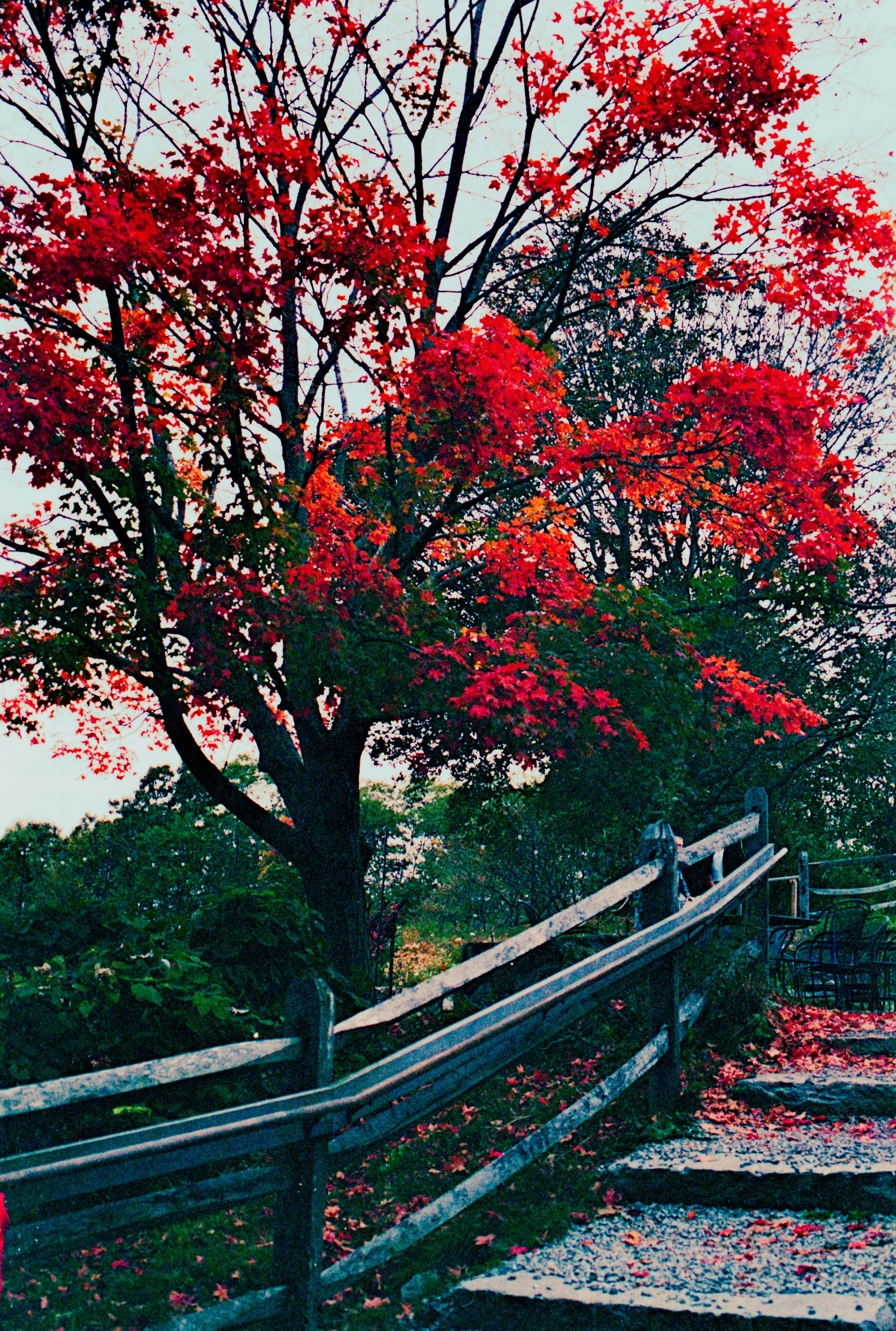 A large tree with vibrant red leaves next to a wooden fence and stone pathway in a park during fall.