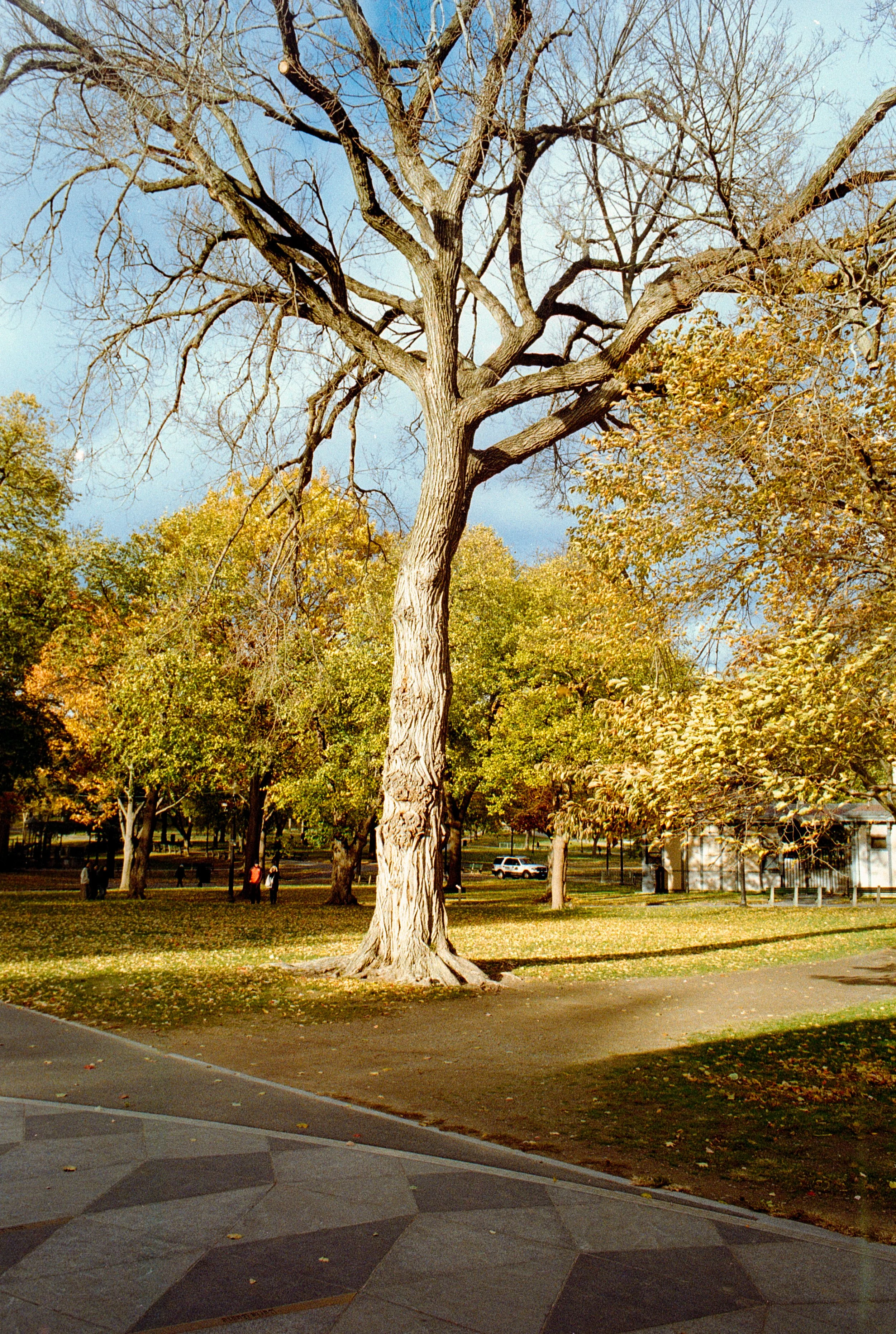 A park scene with a large, leafless tree in the foreground and other trees with green and yellow foliage in the background, under a partly cloudy sky.