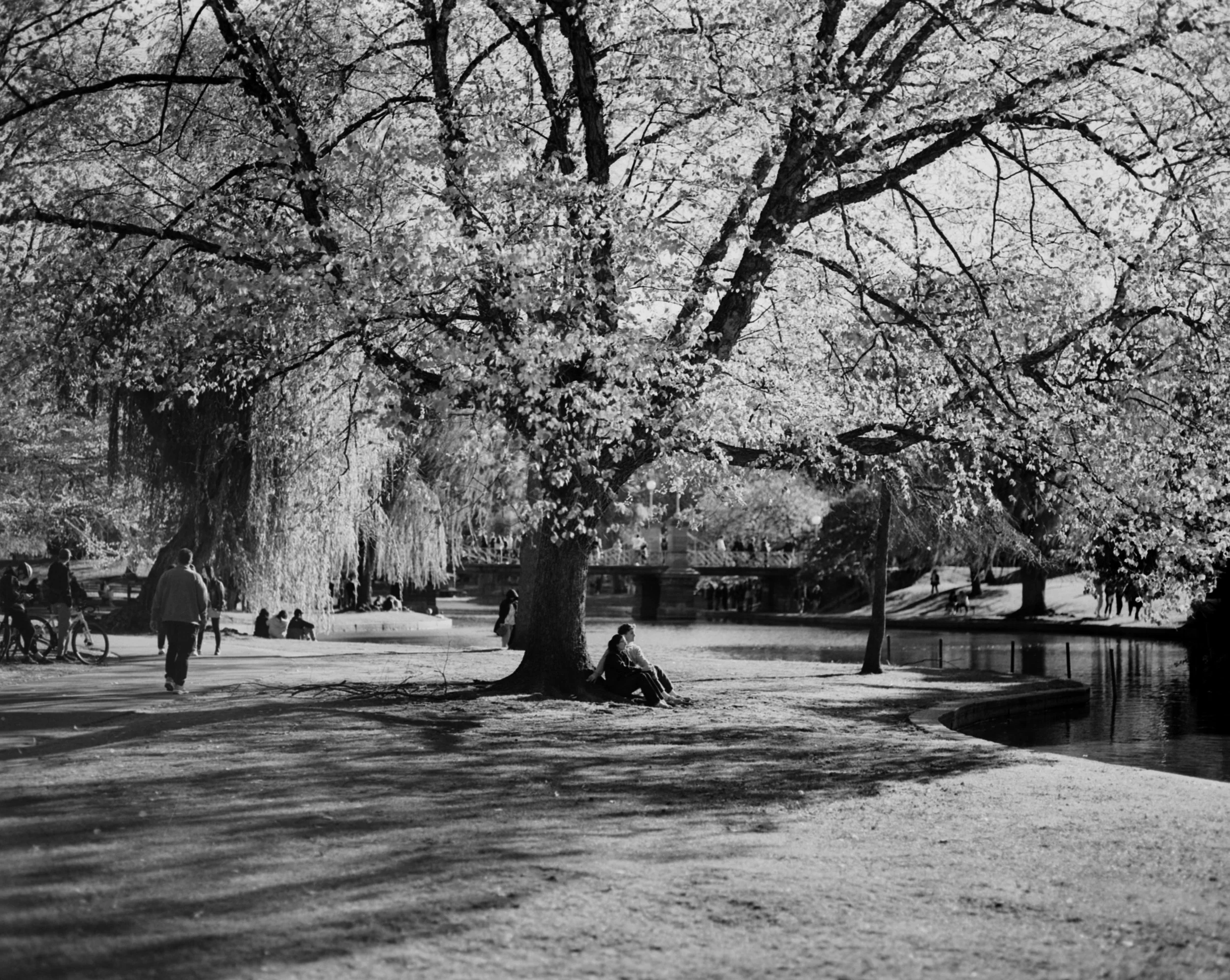 People enjoying a park with large blossoming trees near a river, some sitting on benches or walking, in black and white.