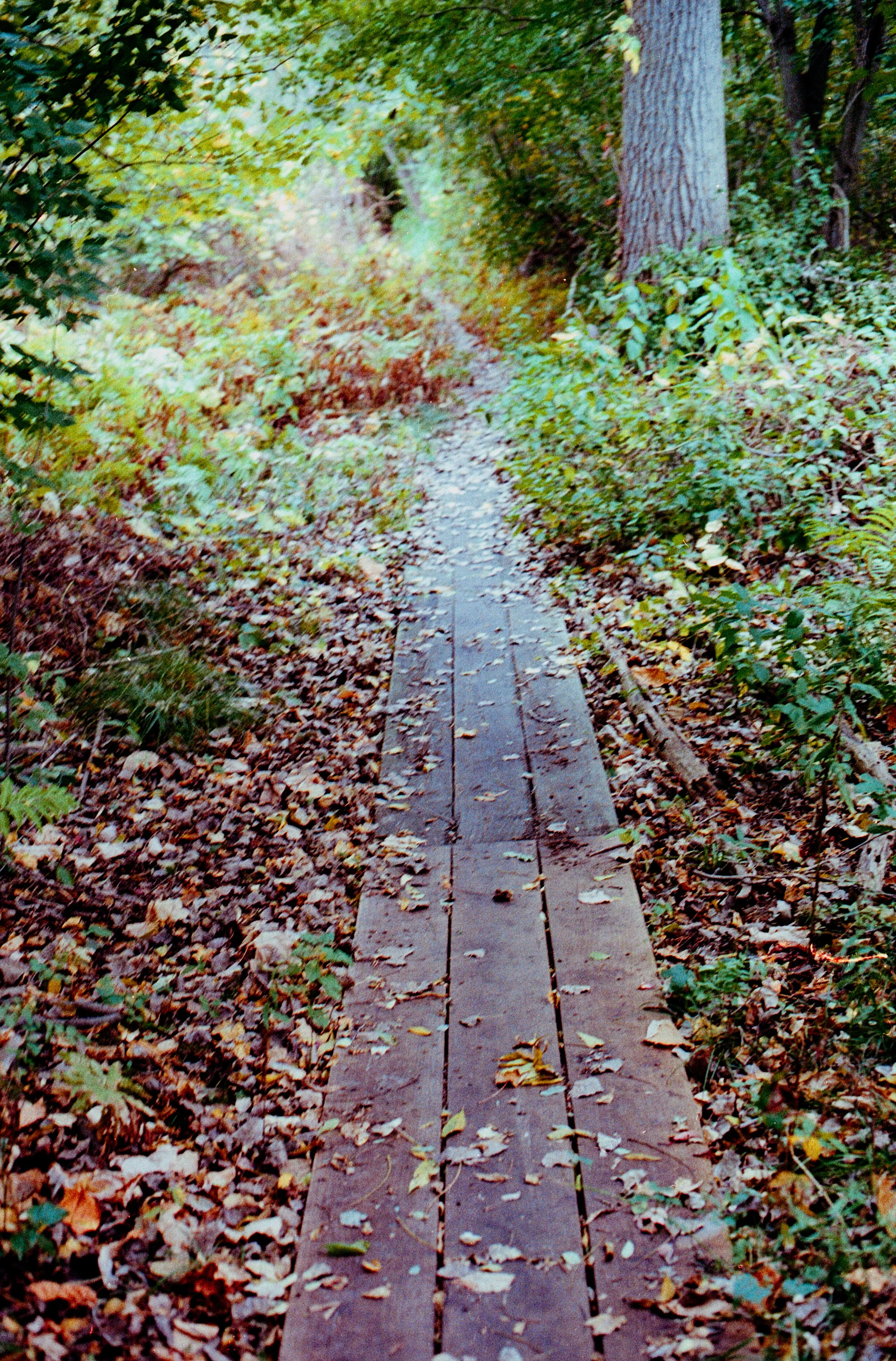 A narrow wooden trail boardwalk through a wooded area with fallen autumn leaves.