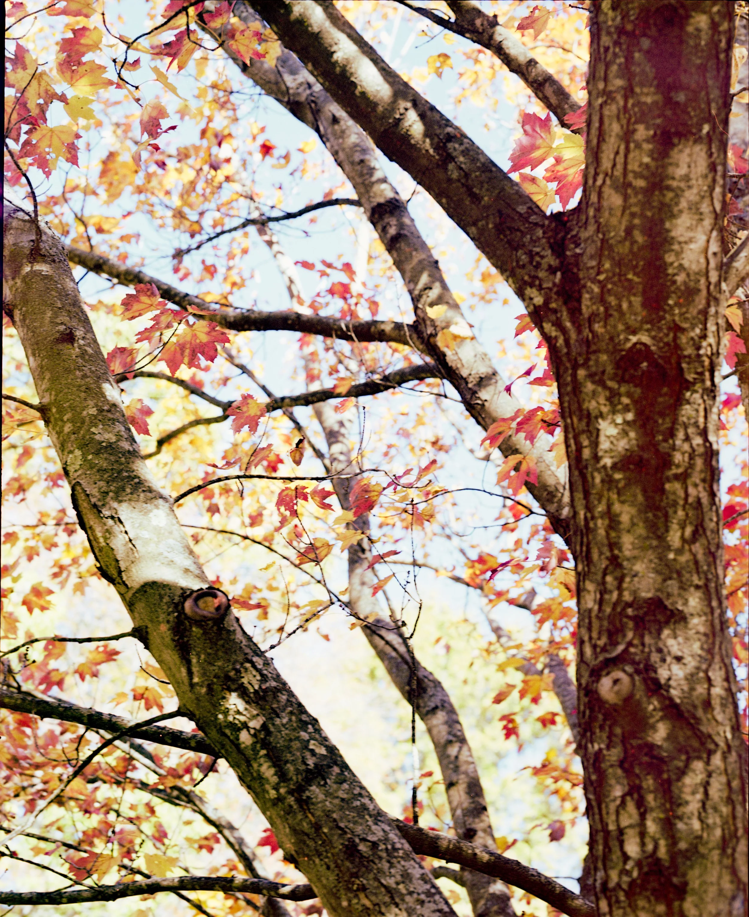 Tree branches with autumn leaves in shades of yellow, orange, and red against a bright sky.