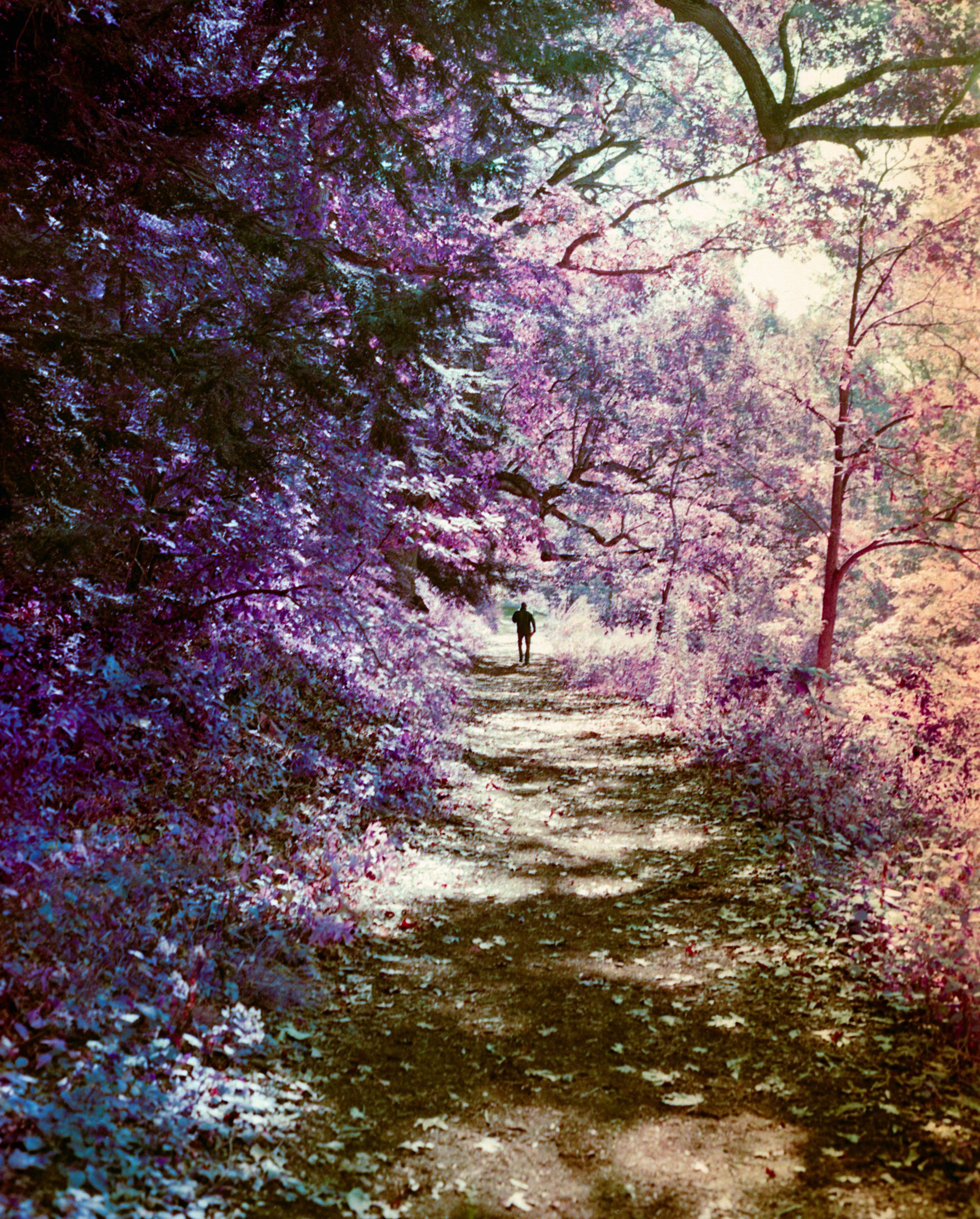 A person walking along a dirt path surrounded by colorful trees with pink, purple, and light-colored leaves, creating a canopy overhead in a vibrant, scenic forest.