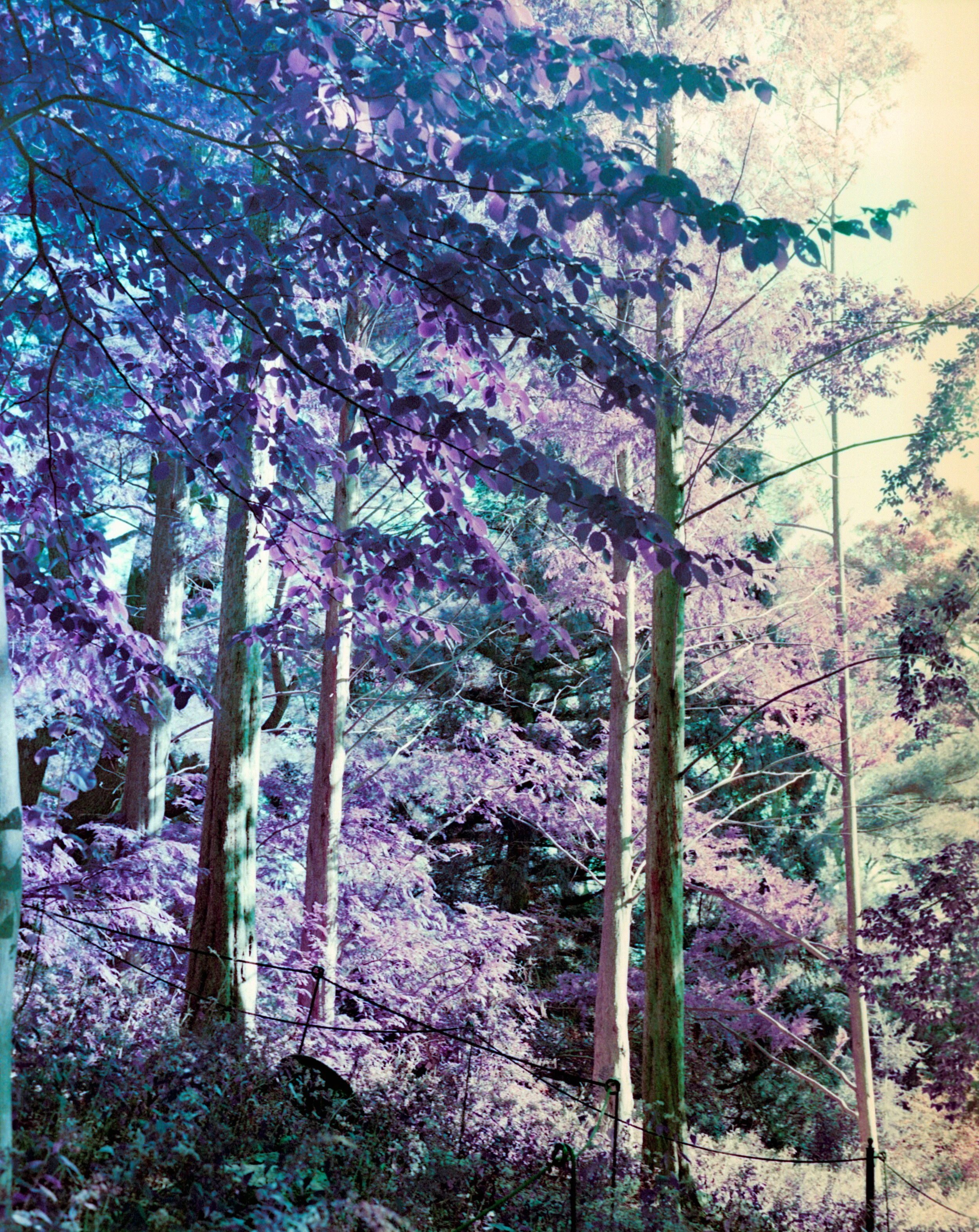 A forest scene with tall trees and purple-hued leaves, with power lines and a safety fence in the foreground.