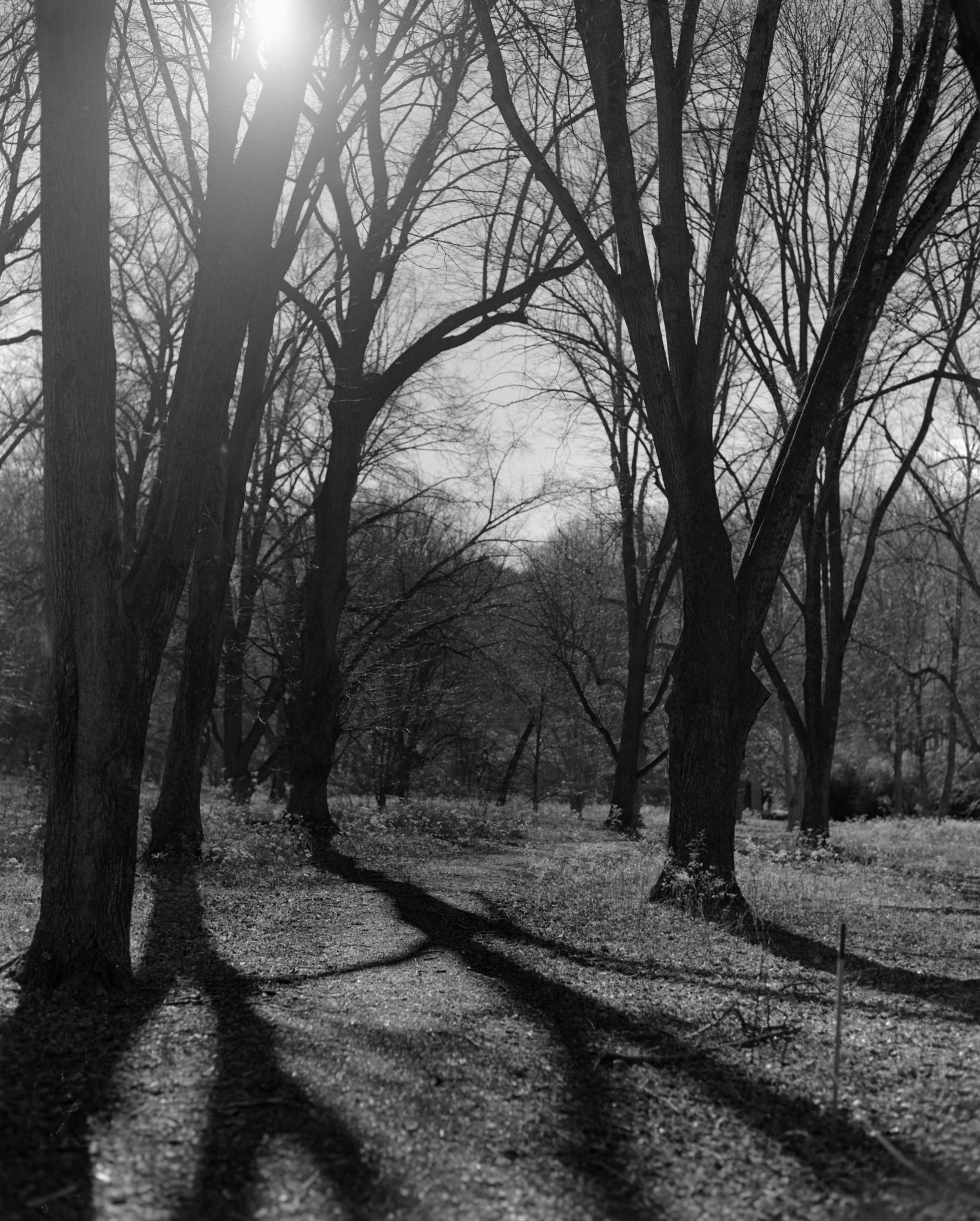 Black and white photo of leafless trees casting shadows on a dirt path, with the sun shining through the branches.