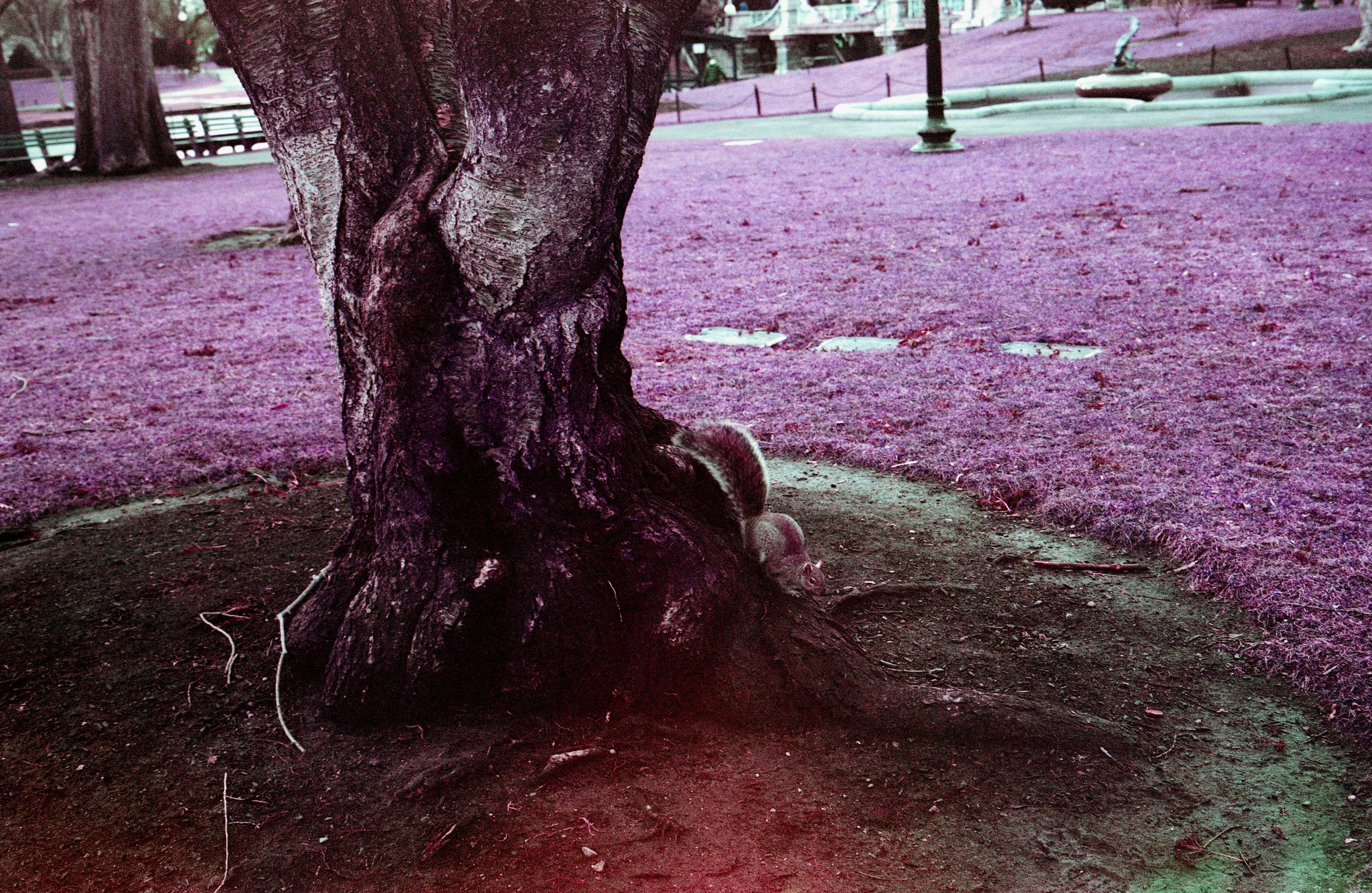A squirrel foraging at the base of a tree in a park with purple grass and benches in the background.